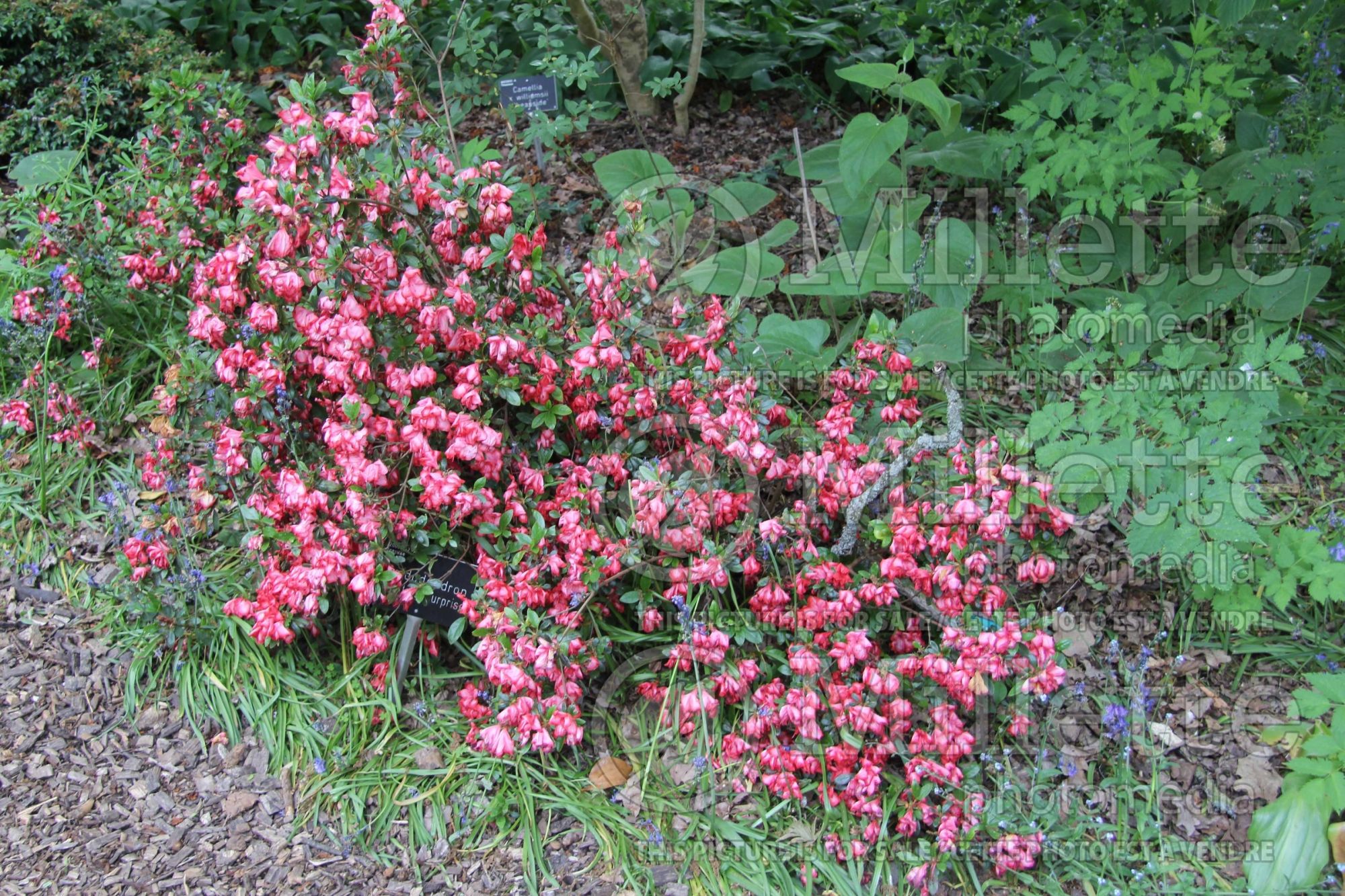 Azalea or Rhododendron Valentine Surprise (Rhododendron azalea) 1
