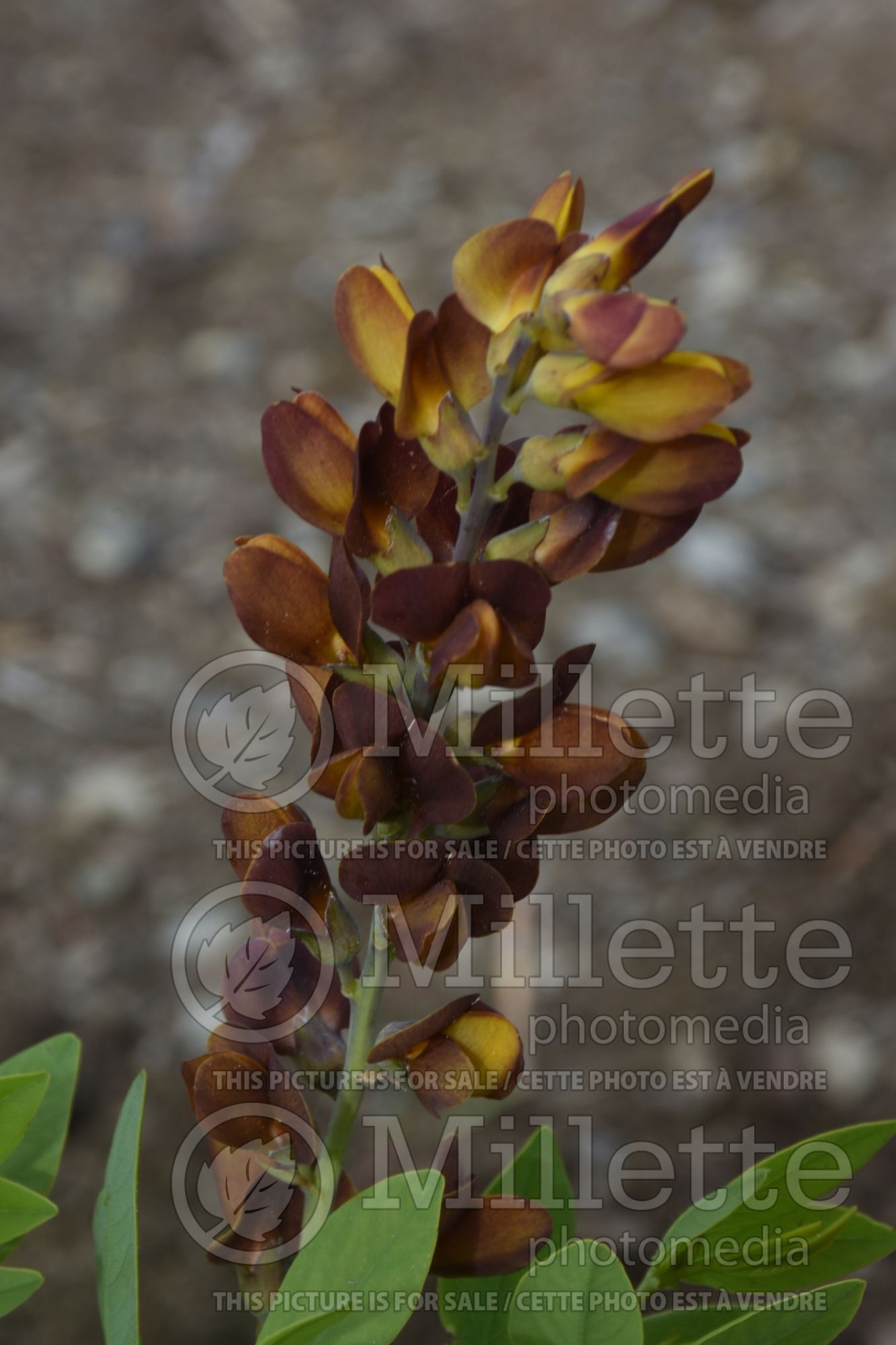 Baptisia Brownie Points (Wild Indigo or False Indigo) 2