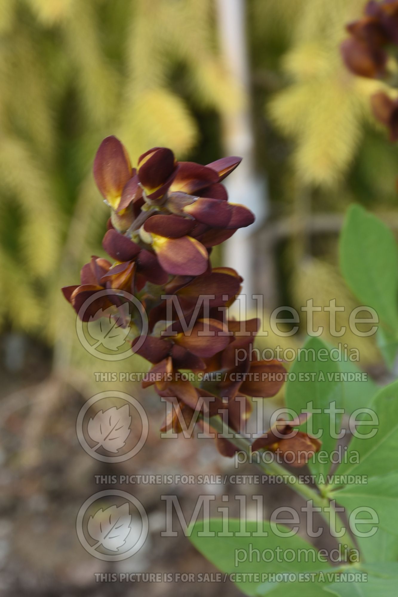 Baptisia Brownie Points (Wild Indigo or False Indigo) 3