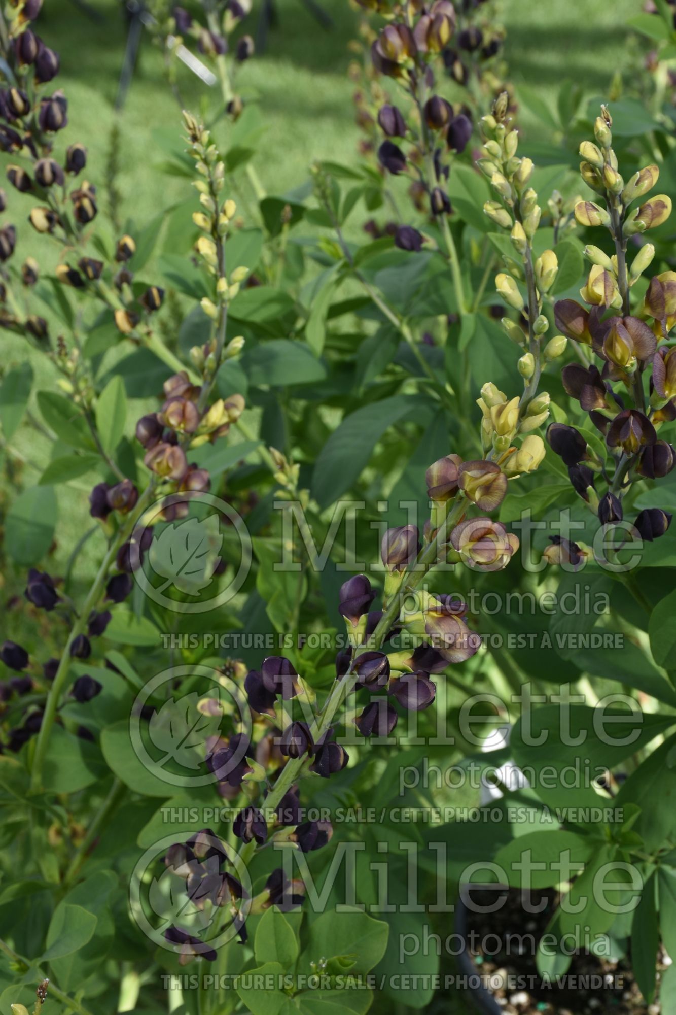 Baptisia Decadence Dark Chocolate (Wild Indigo or False Indigo) 2