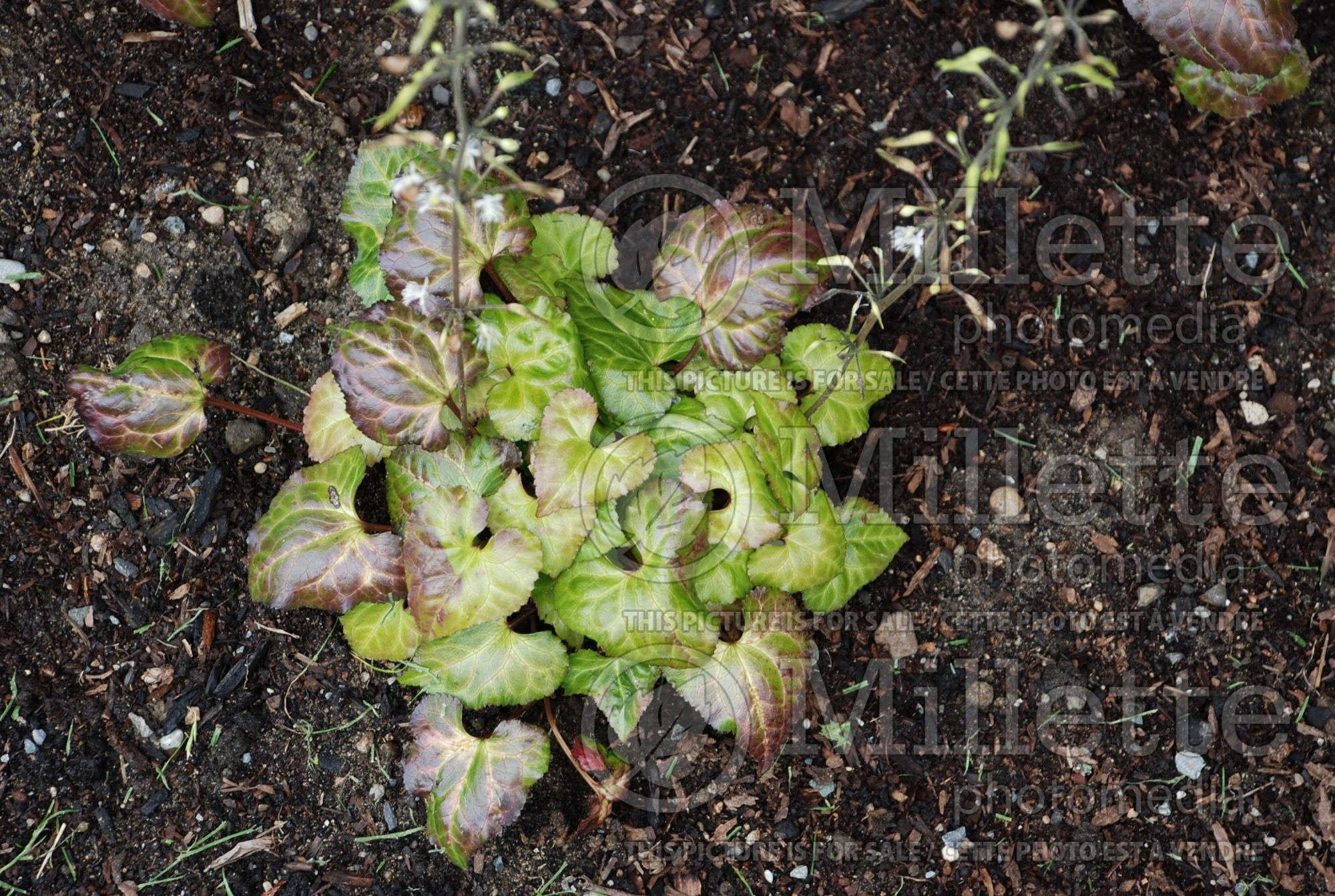 Beesia deltophylla (Beesia) 5