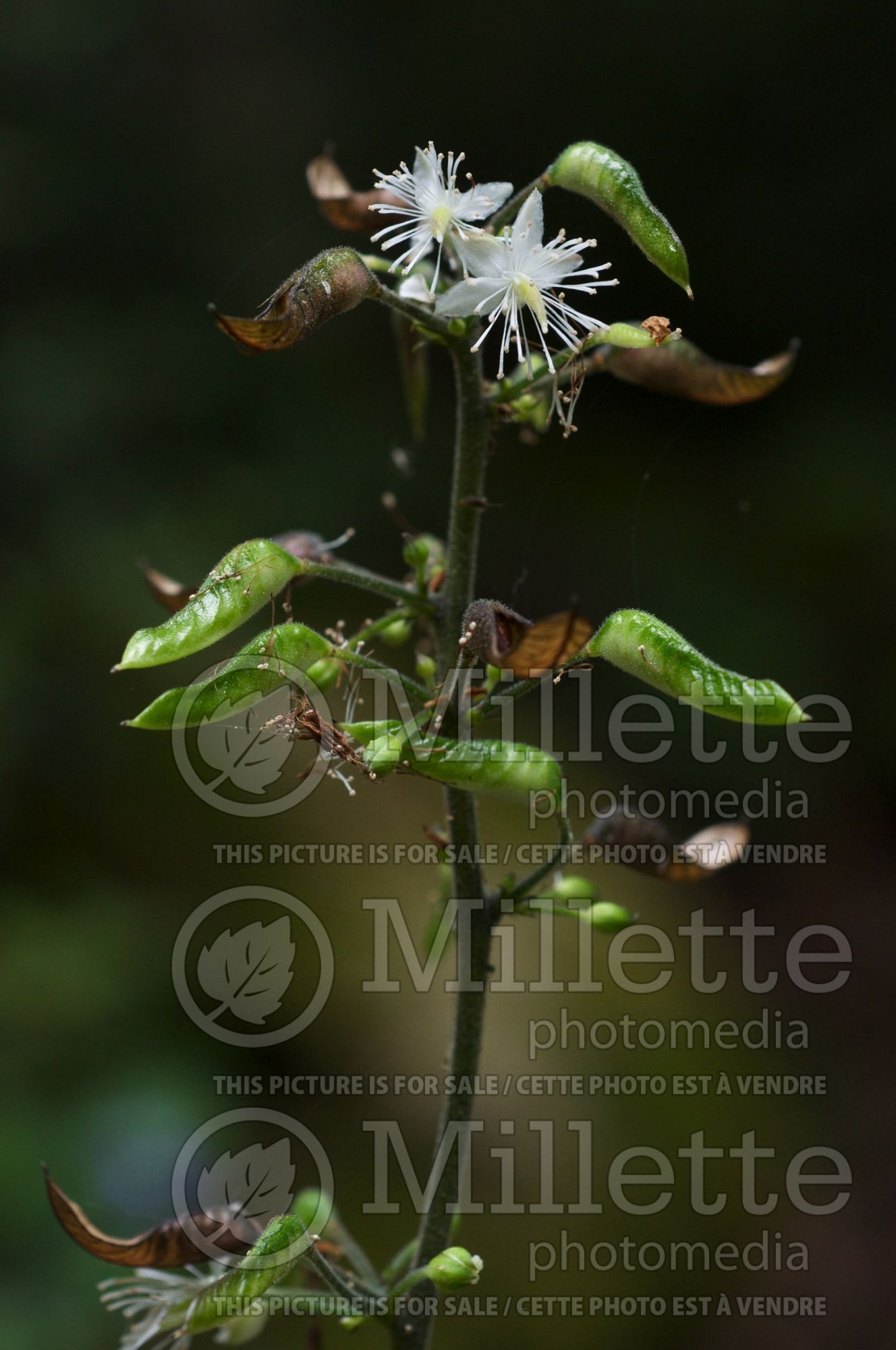 Beesia deltophylla (Beesia) 3