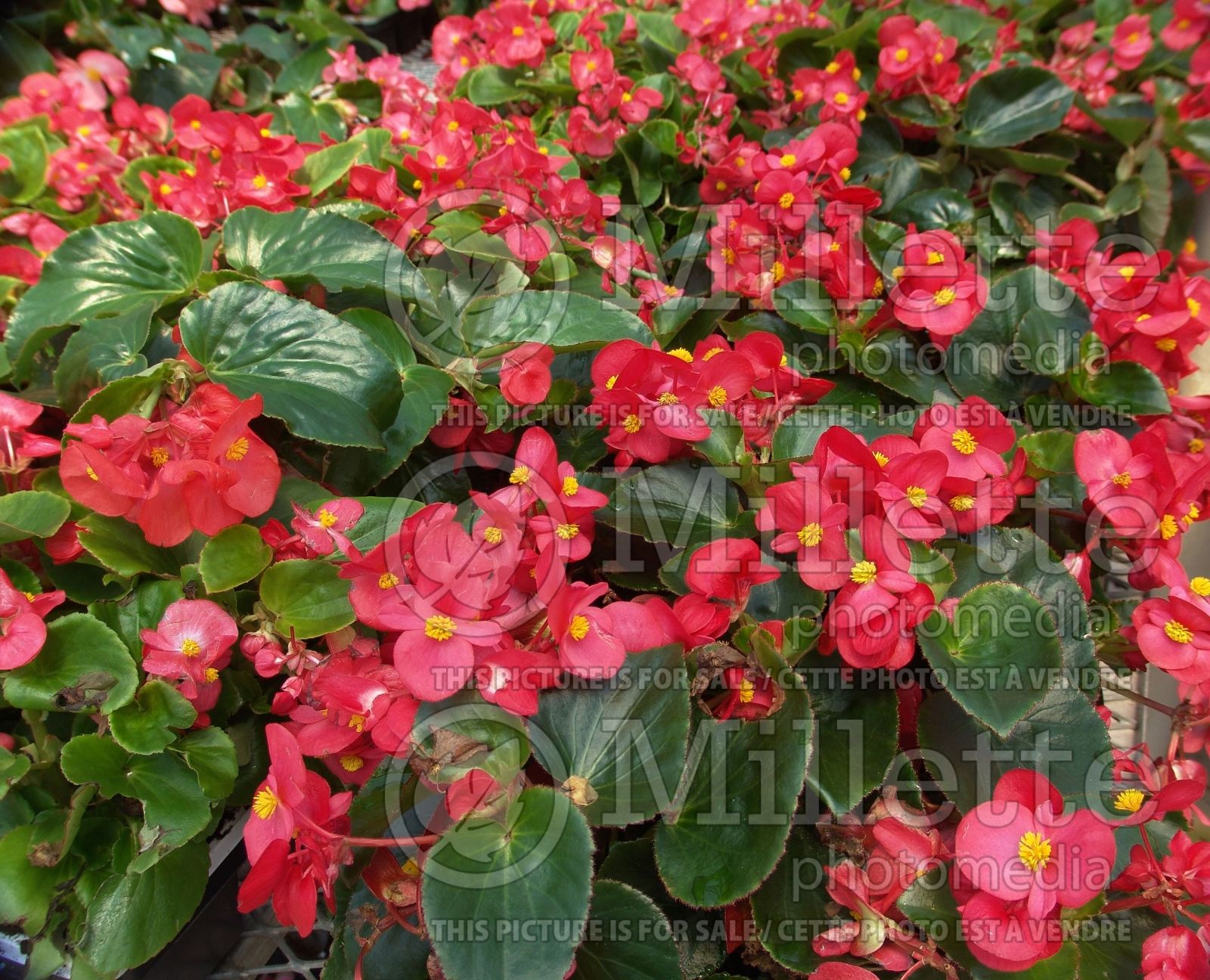 begonia big red with green leaf begonia 1 begonia big red with green leaf begonia 1