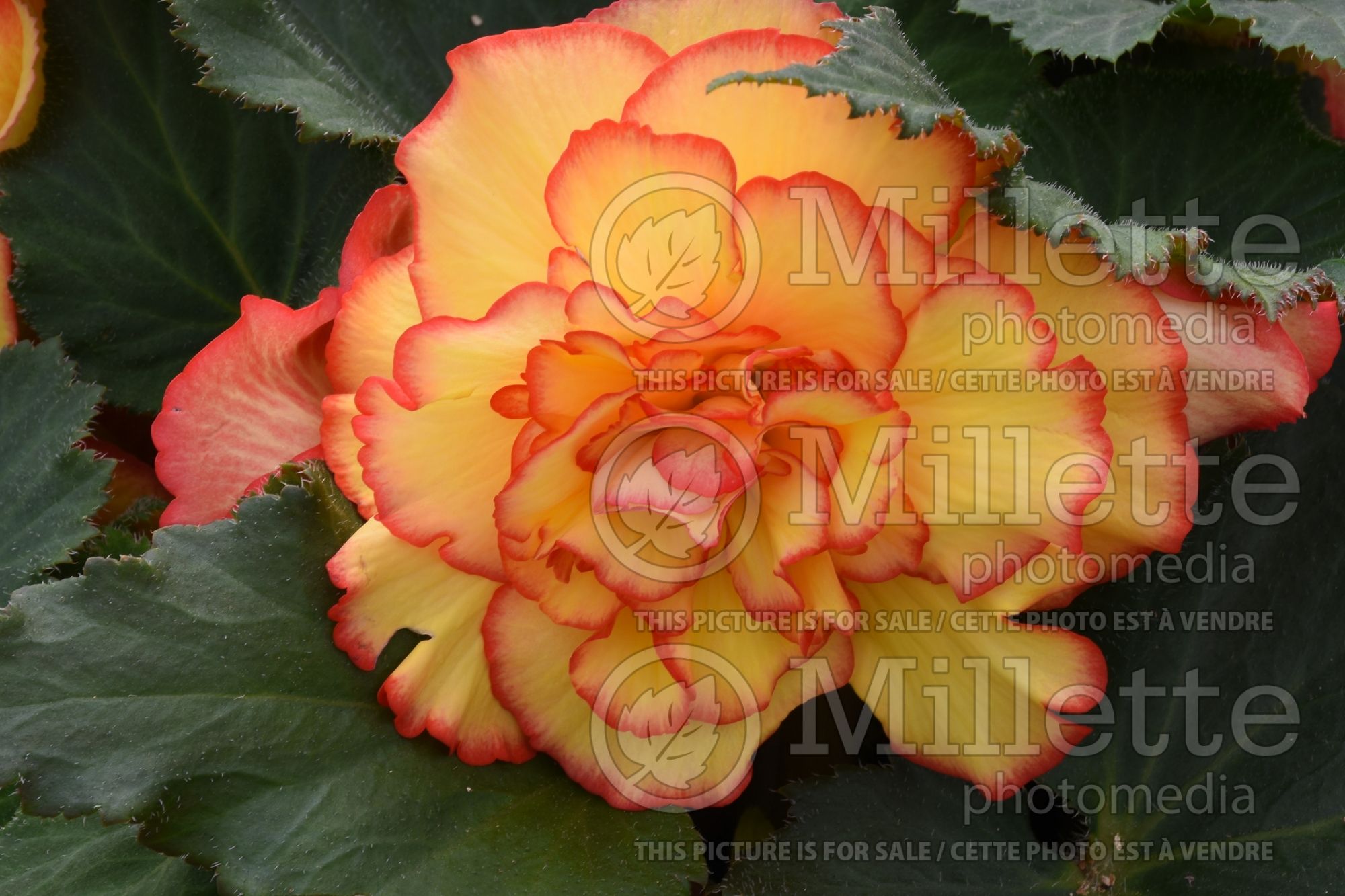 Begonia Picotee Sunburst (Begonia) 1