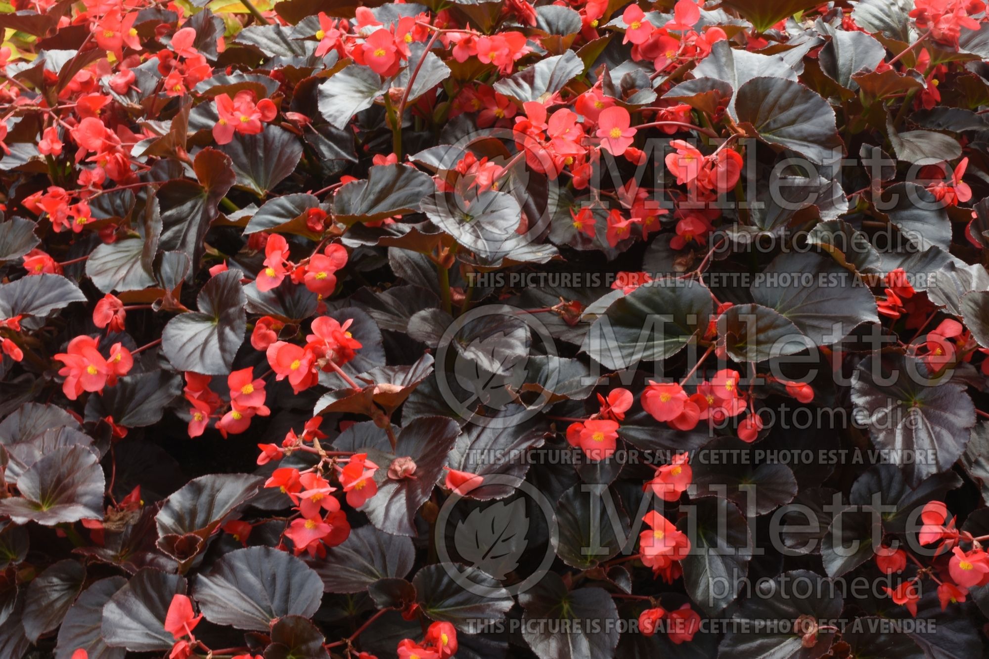 Begonia Viking XL Red on Chocolate (begonia) 1