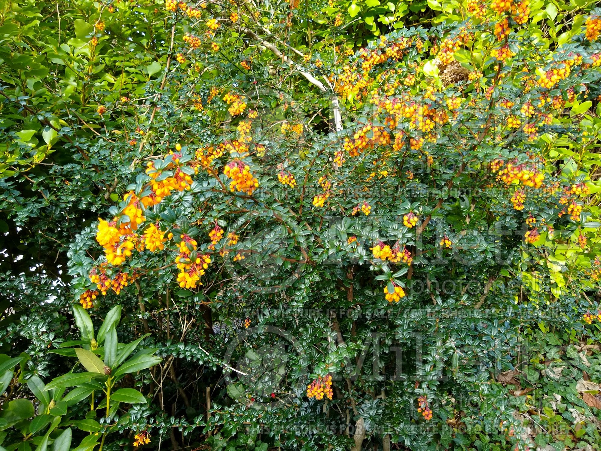 Berberis darwinii (barberry) 1