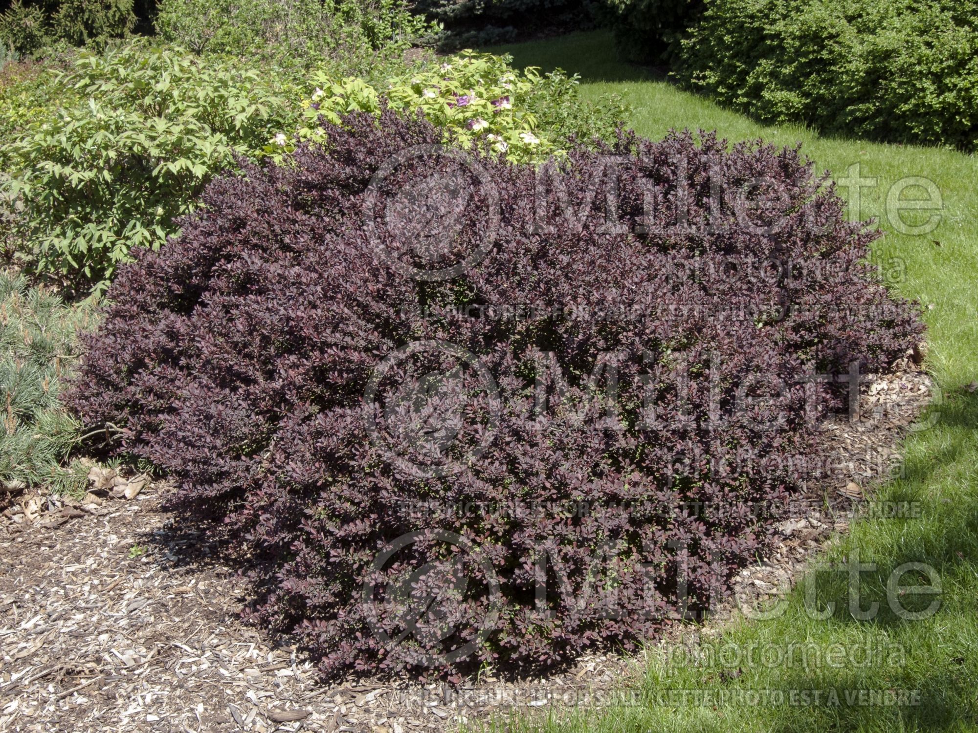 Berberis Royal Burgundy aka Gentry (Japanese Barberry) 5