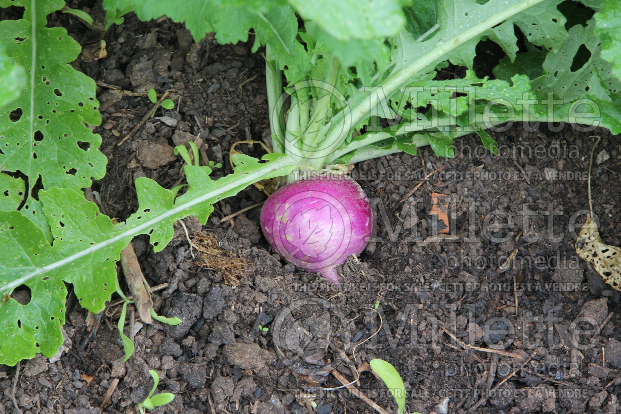Beta Boston (beetroot vegetable) 2