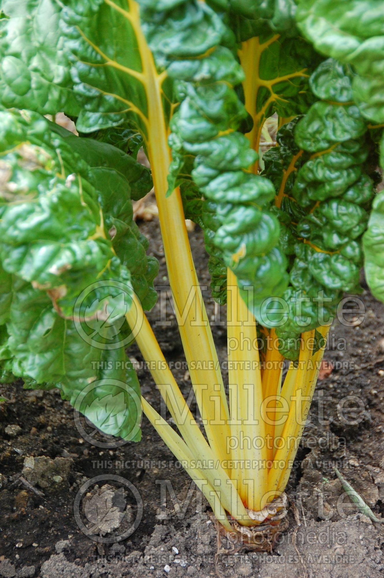 Beta Golden Sunrise (Swiss Chard) 1