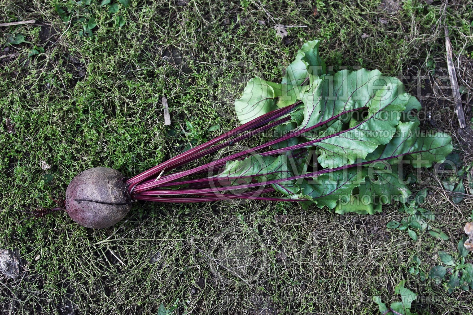 Beta Nobol (Red beet vegetable) 1