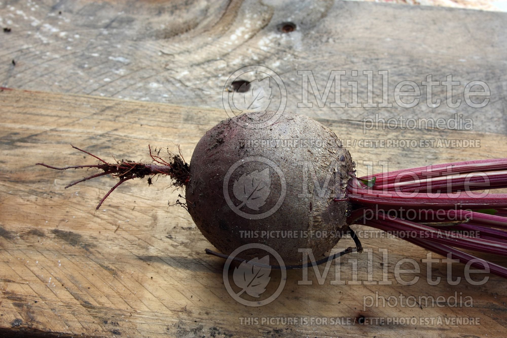 Beta Nobol (Red beet vegetable) 2