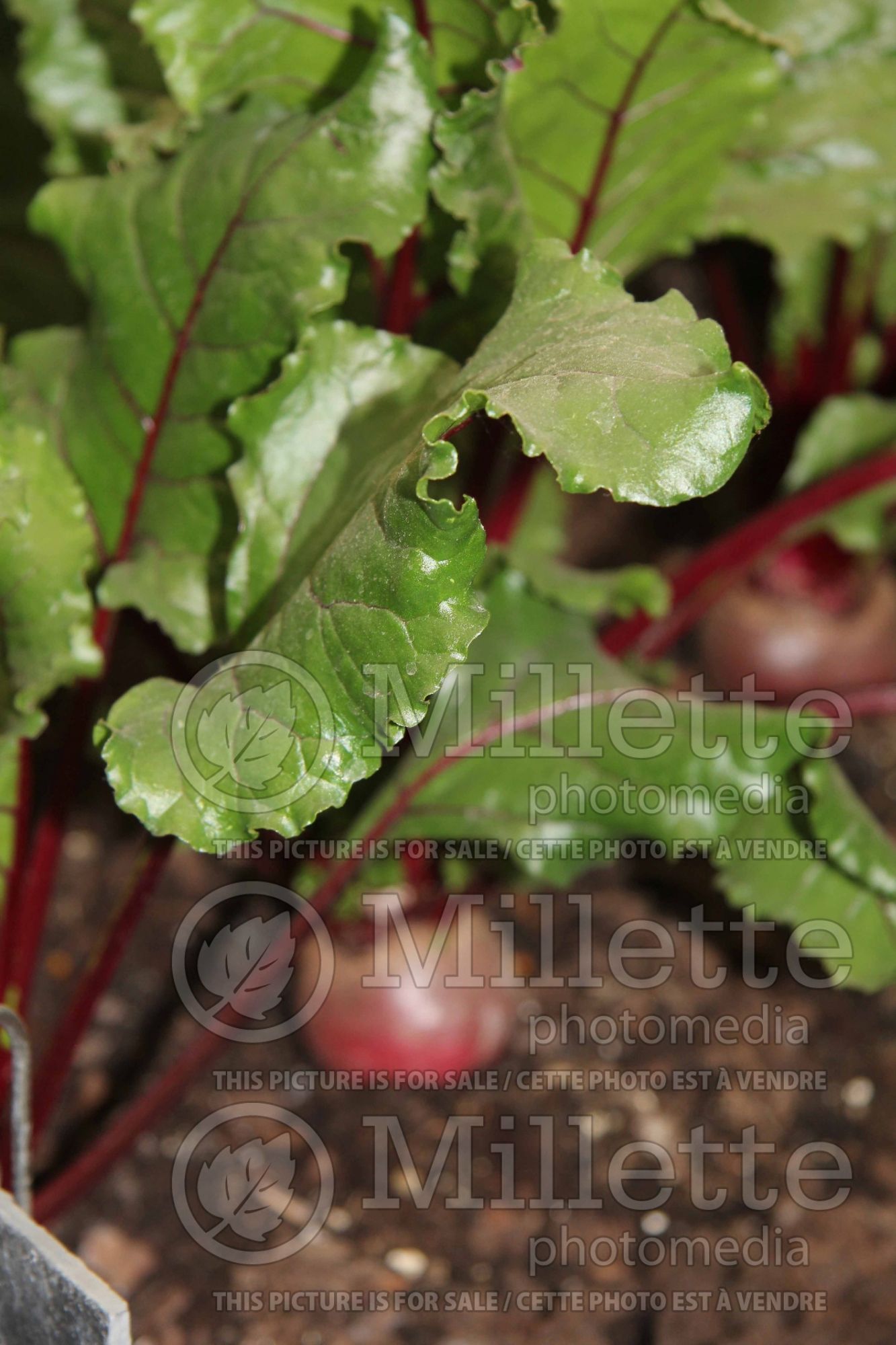Beta Pablo (Beetroot vegetable) 1