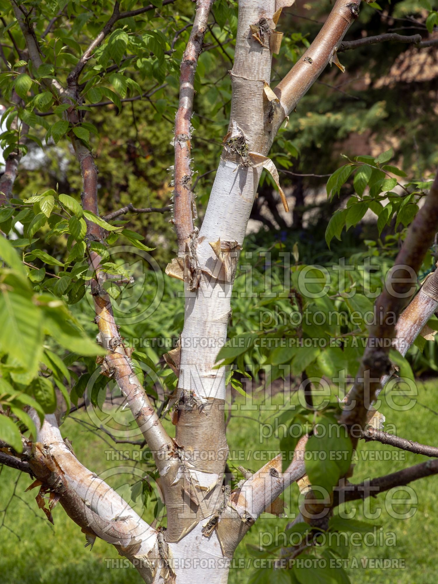 Betula albosinensis (Chinese red birch) 1
