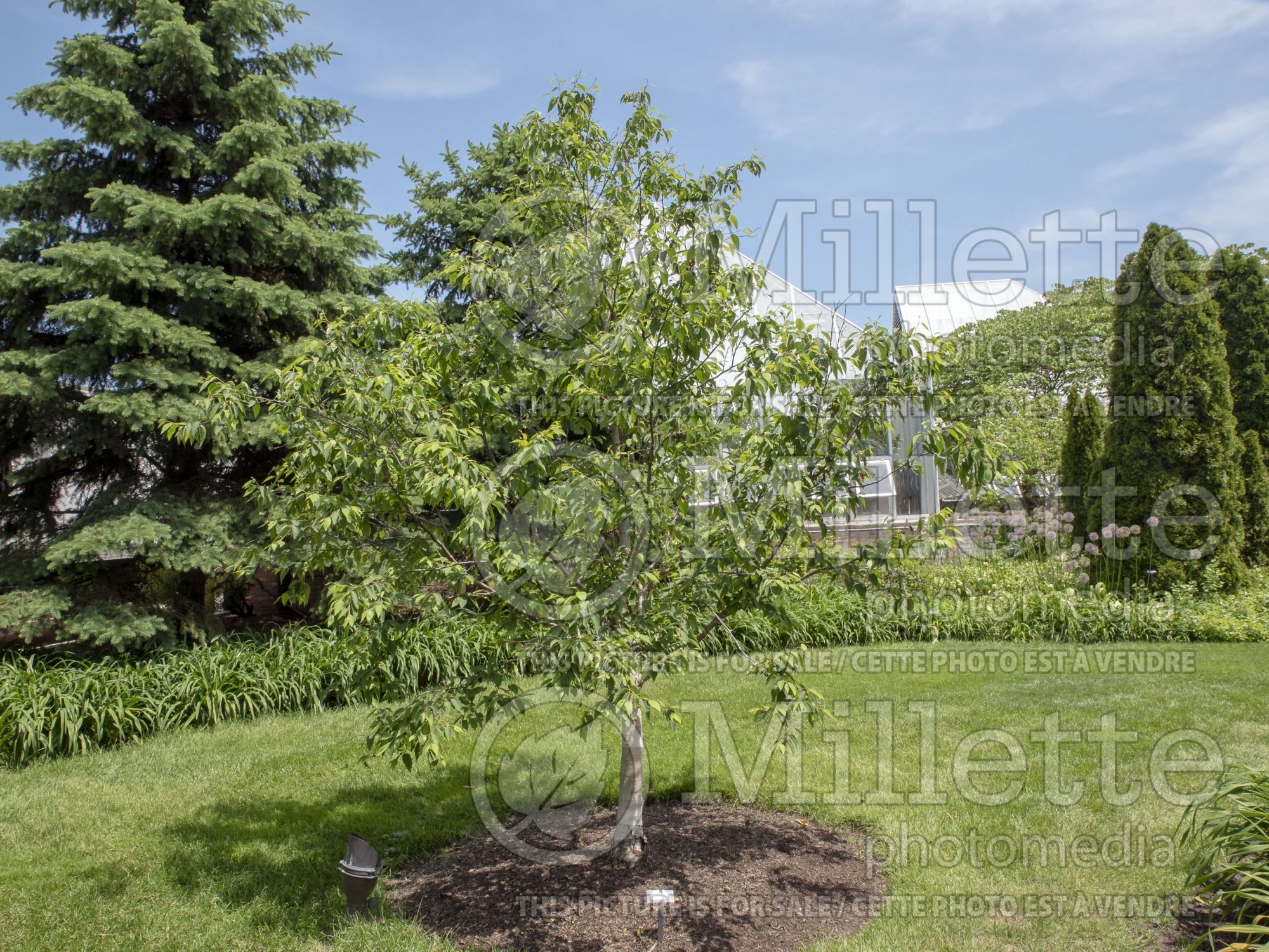 Betula albosinensis (Chinese red birch) 2