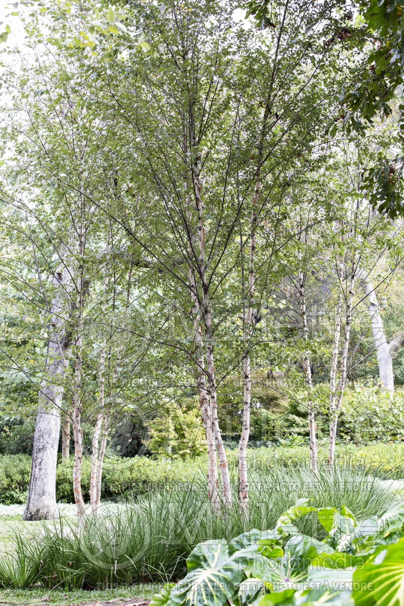 Betula Dura-Heat (Birch) 4