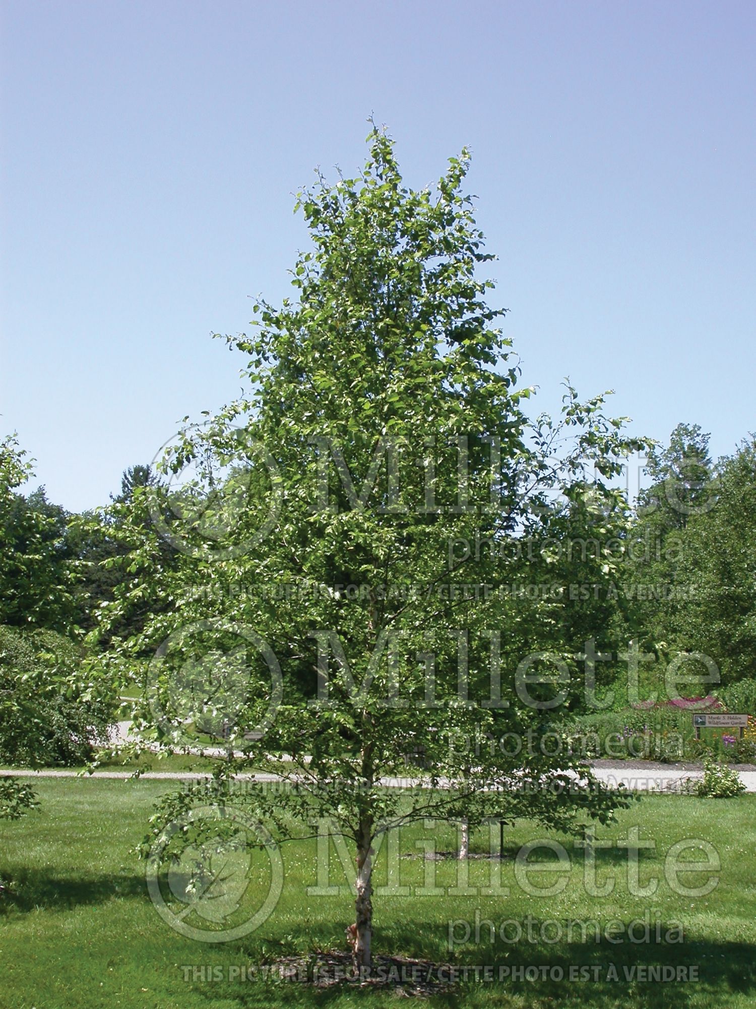 Betula Dura-Heat (Birch) 3