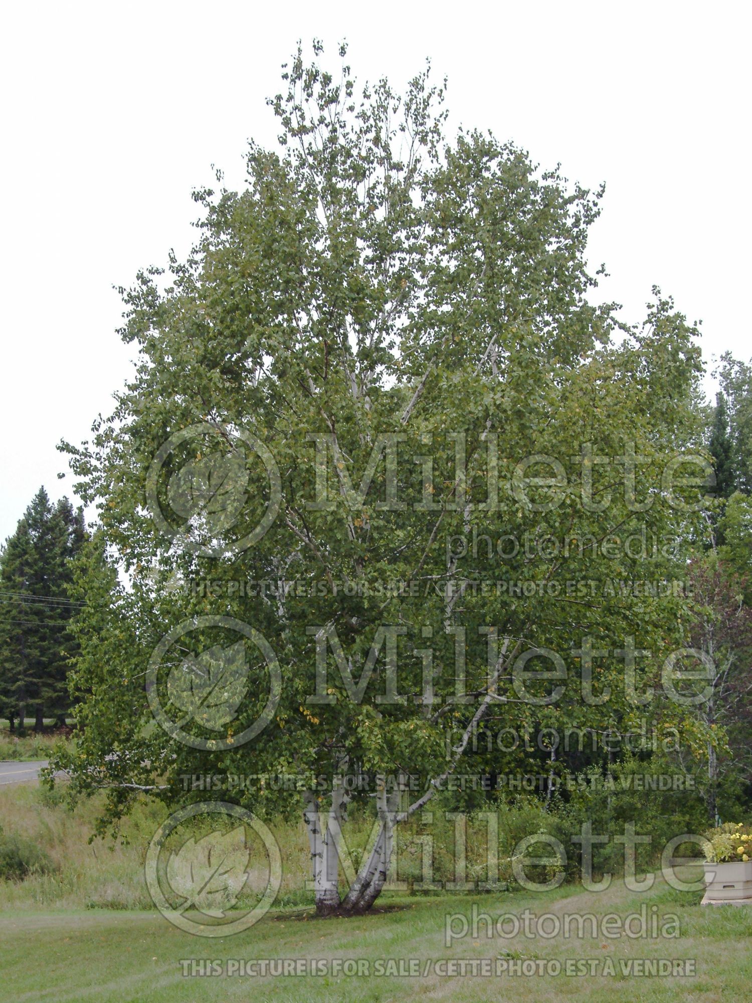 Betula papyrifera (Paper Birch) 11