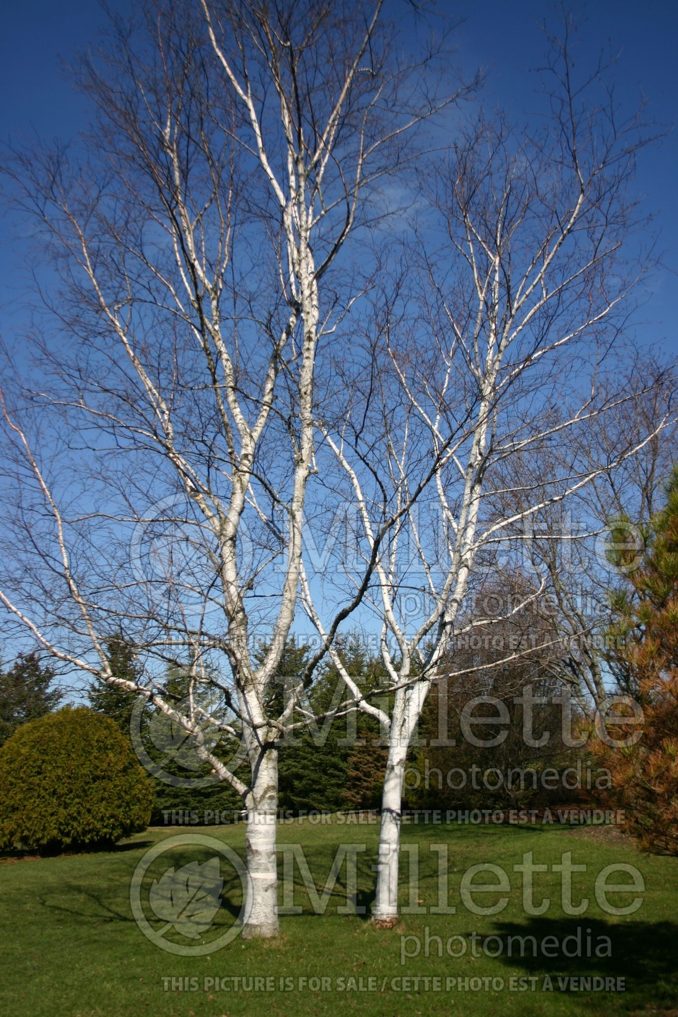 Betula papyrifera (Paper Birch) 12