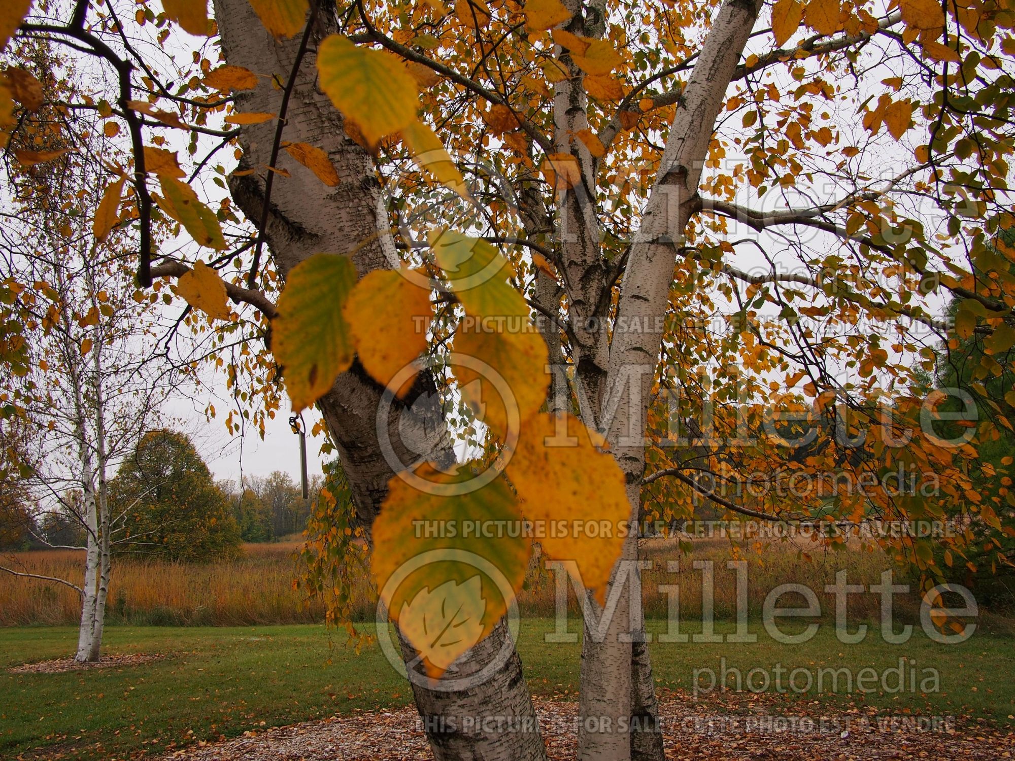 Betula papyrifera (Paper Birch) 14