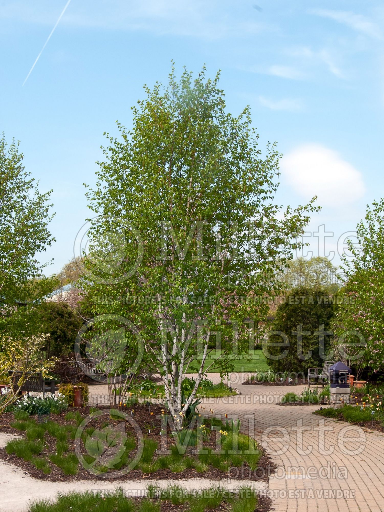 Betula White Satin (birch) 1