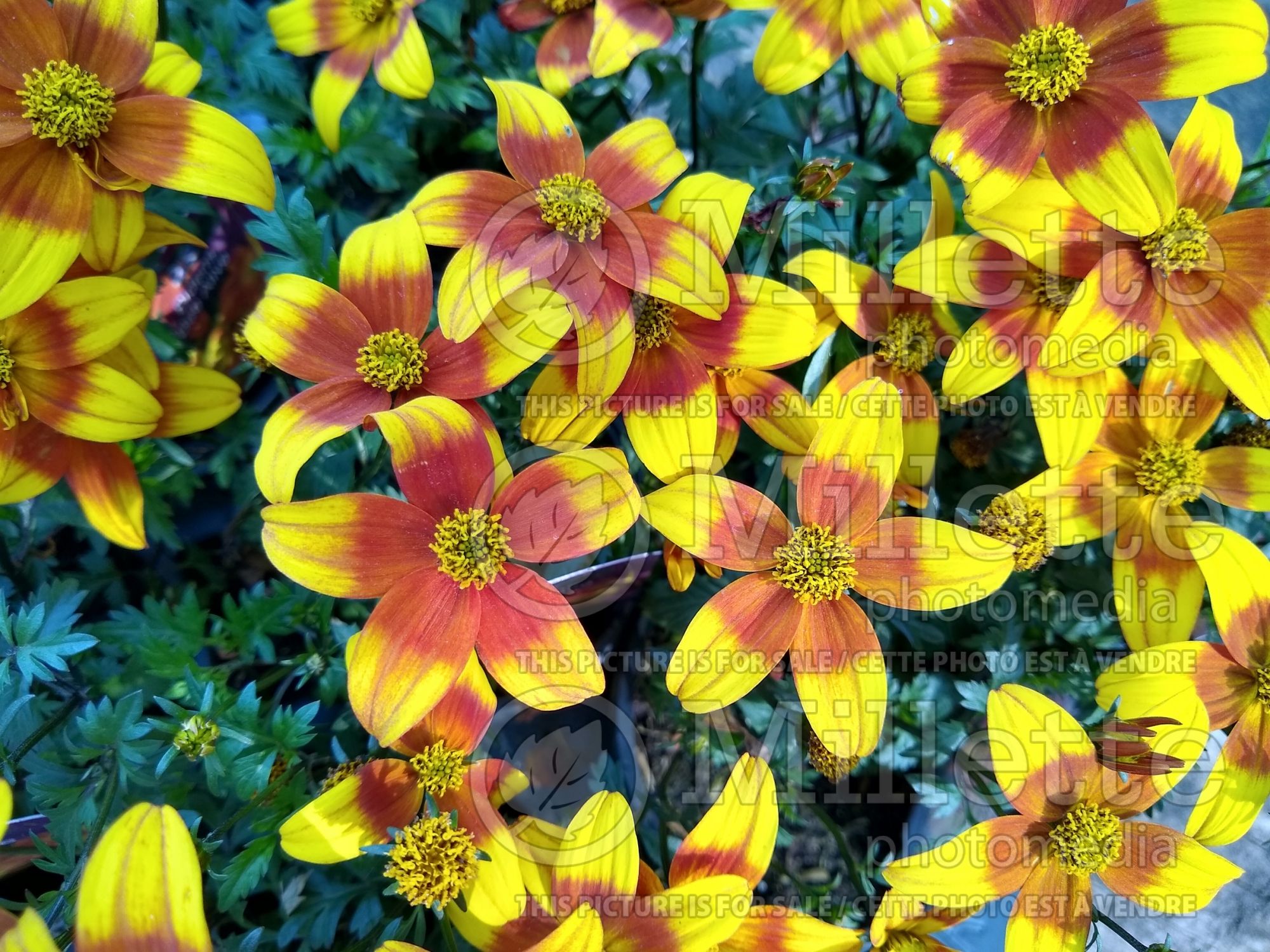 Bidens Bee Alive (Bur Marigold, Apache Beggarticks) 2