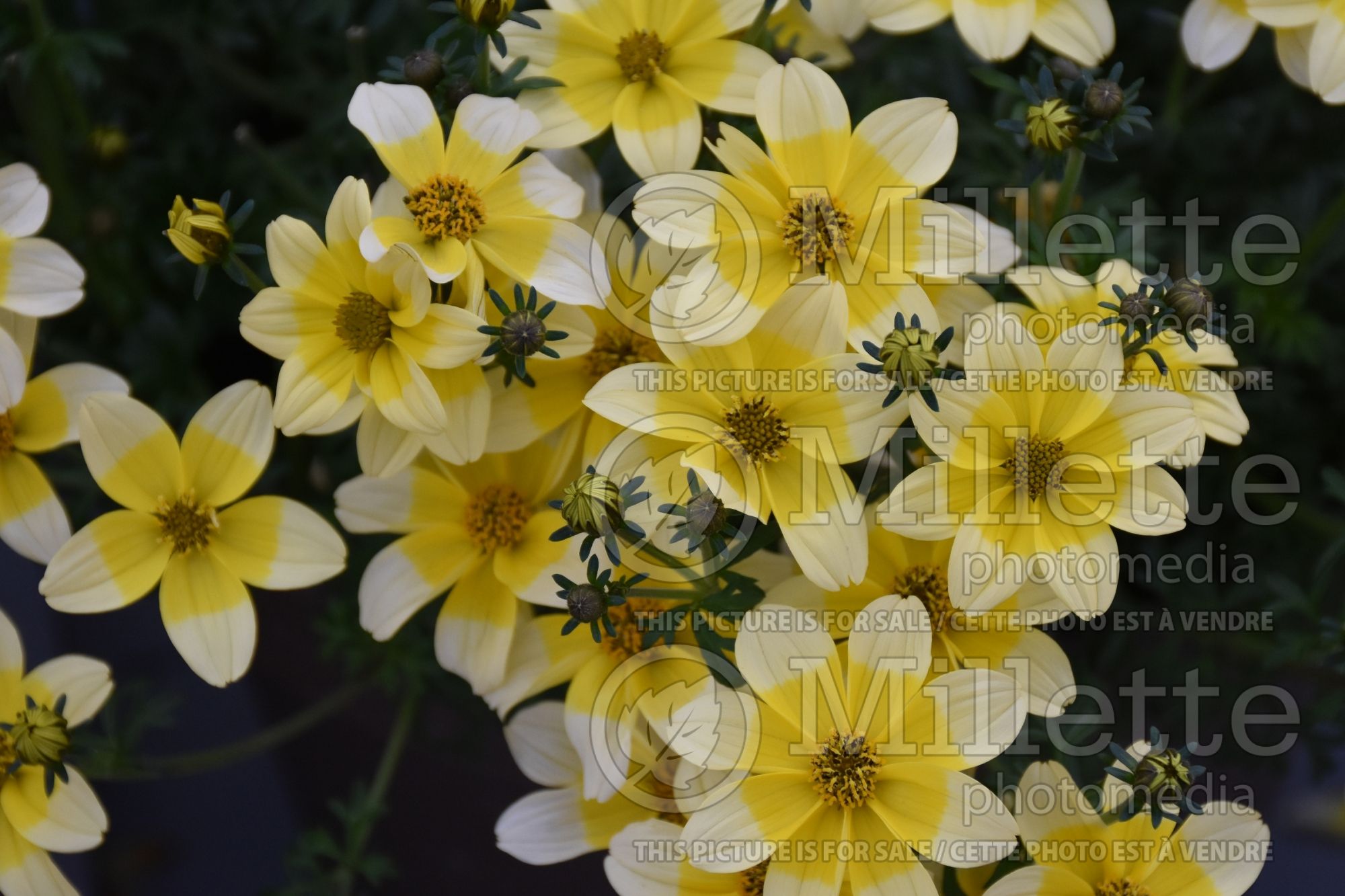 Bidens Timeless Yellow Splash (Bur Marigold, Apache Beggarticks) 1
