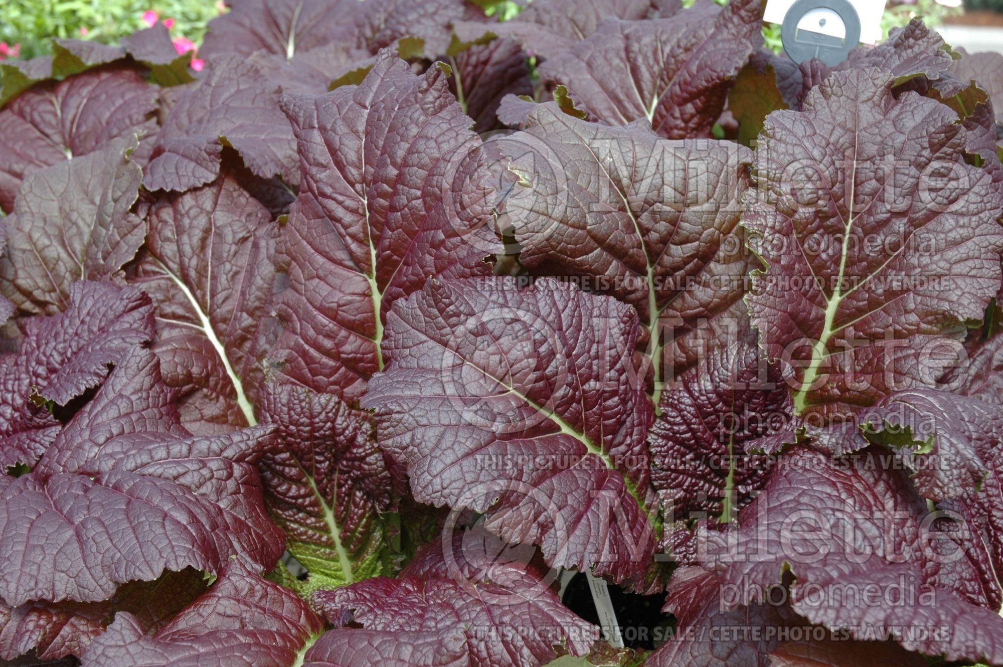 Brassica Brazen Brass aka Red Giant (Chinese mustard vegetable) 8