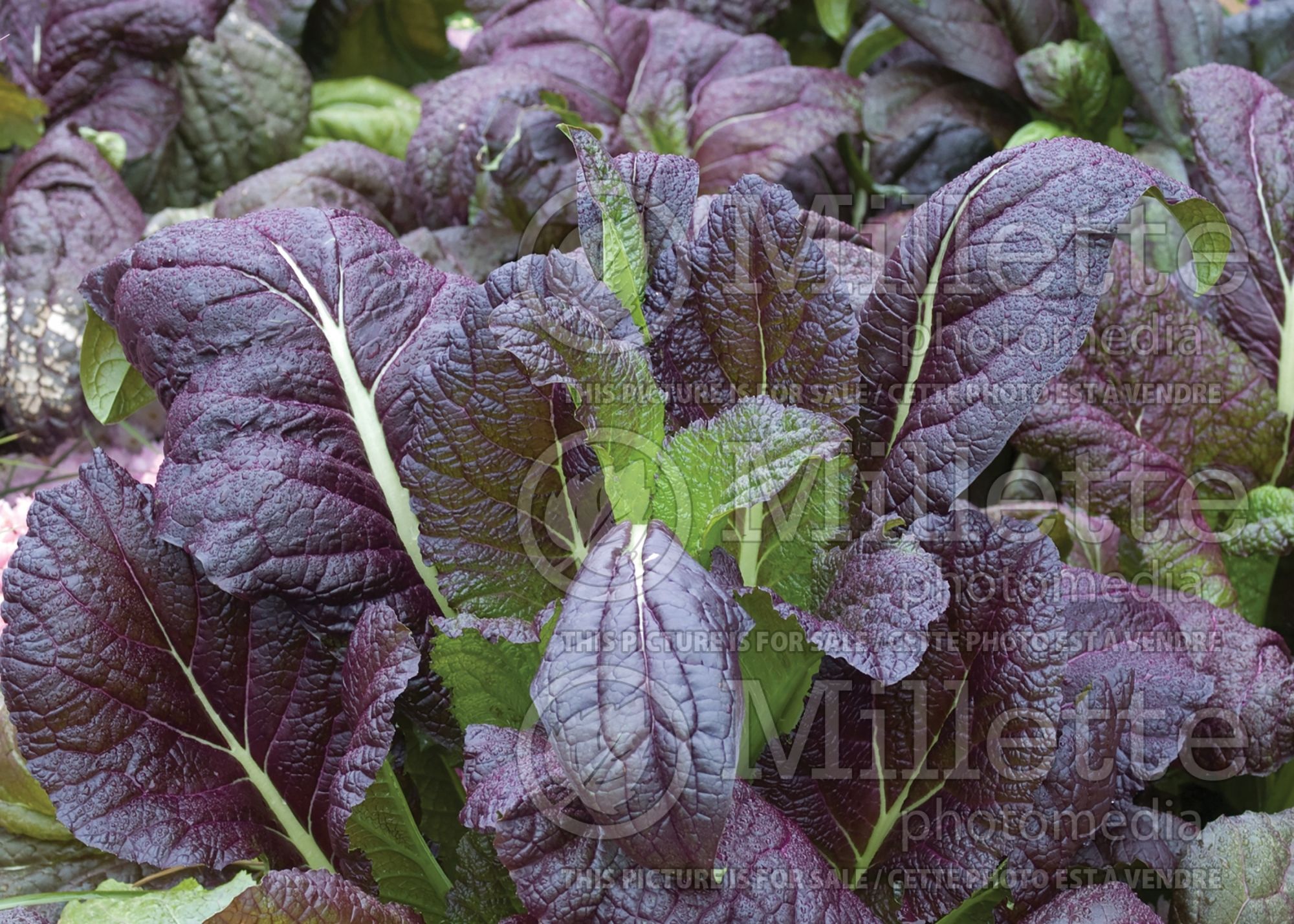 Brassica Brazen Brass aka Red Giant (Chinese mustard vegetable) 6