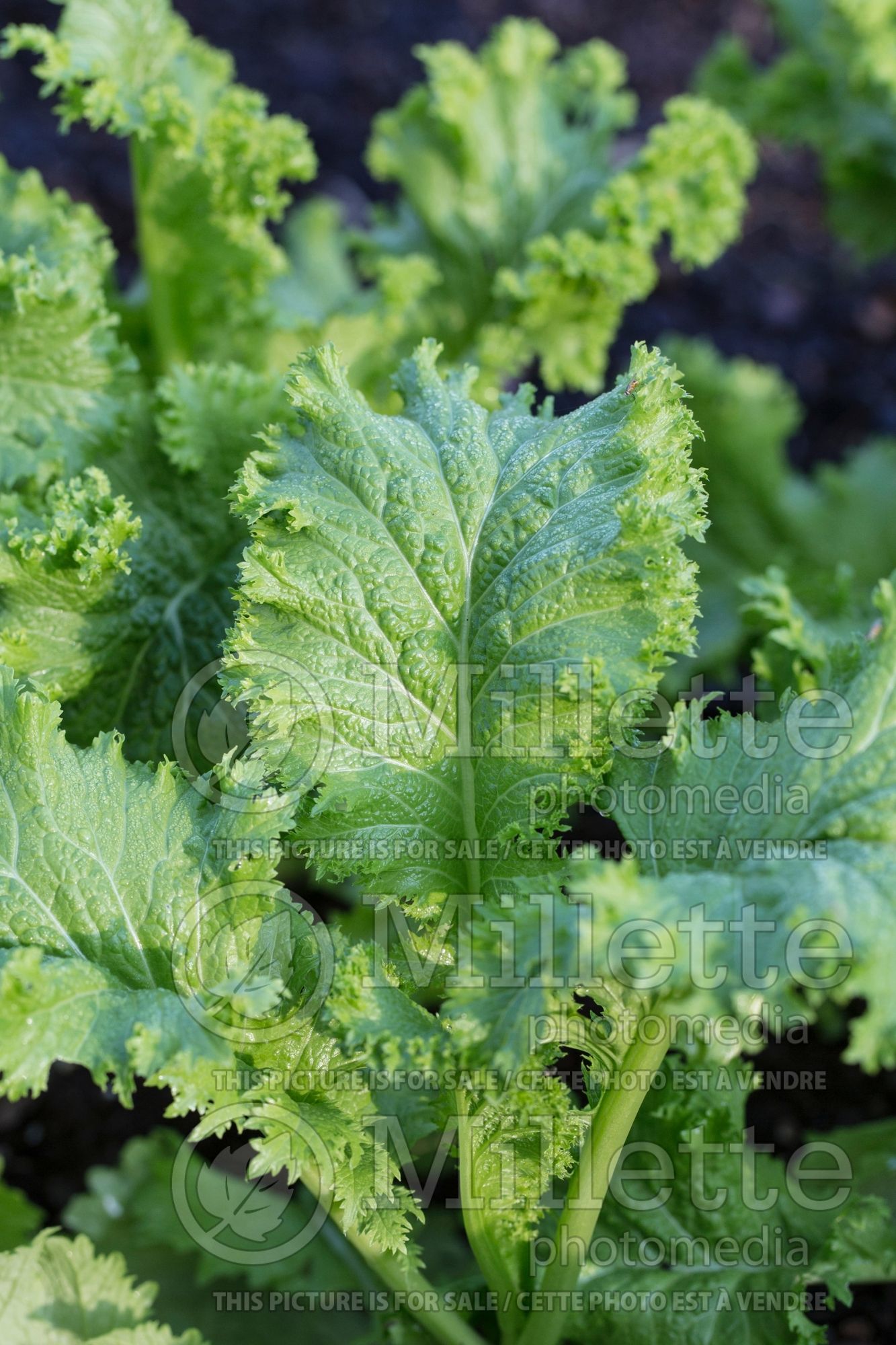 Brassica Chirimen Hakarashi (chinese cabbage lettuce oriental