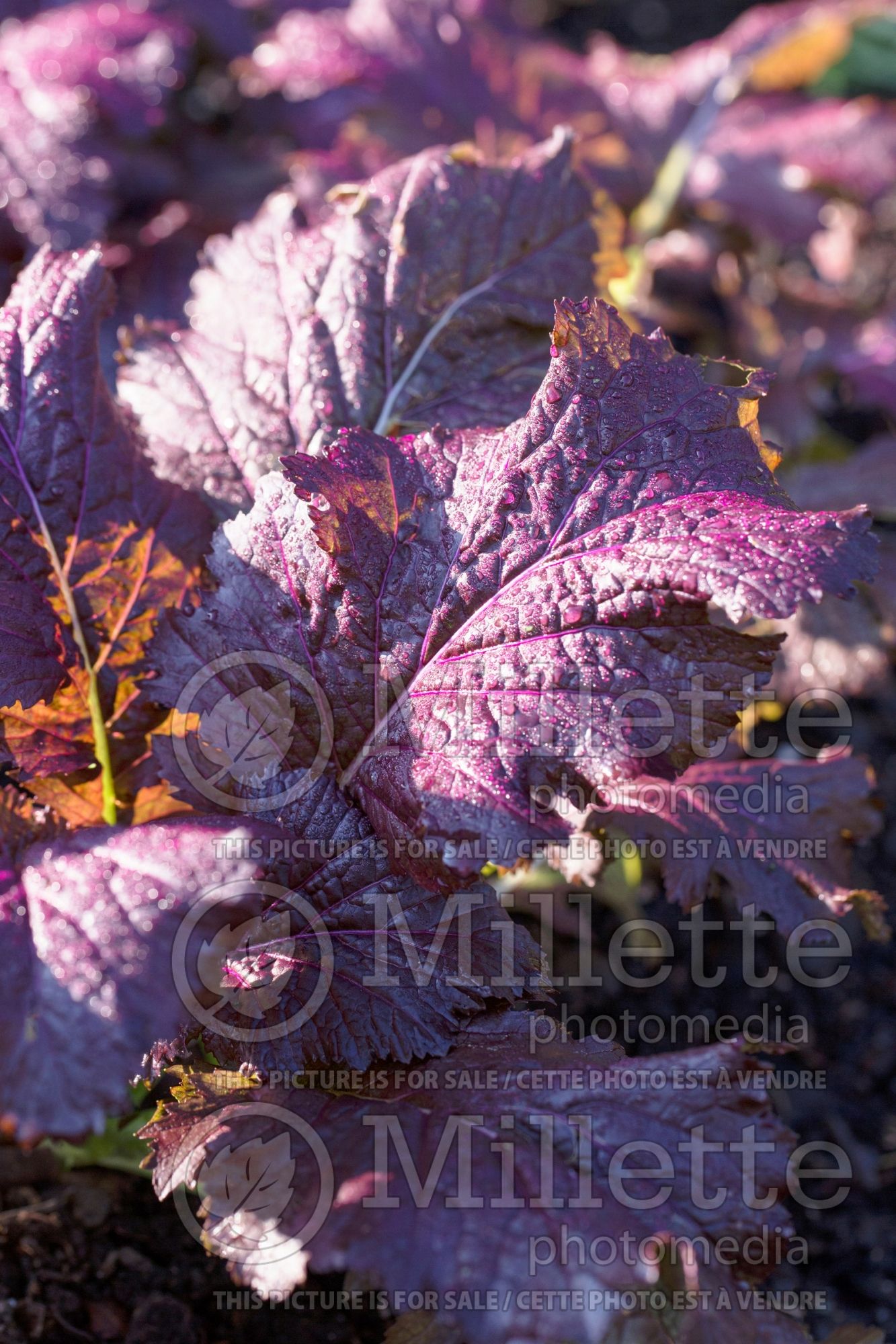 Brassica Crimson Red (chinese cabbage lettuce oriental vegetable) 1