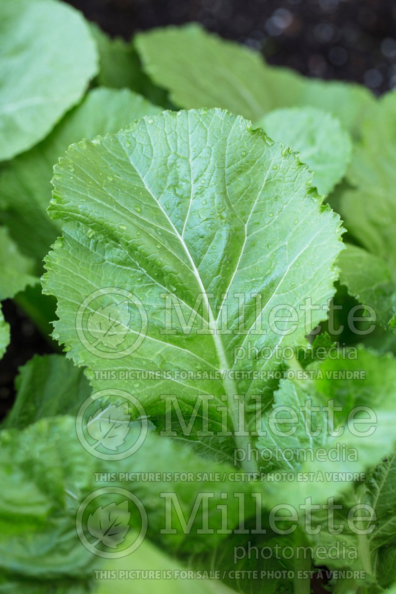 Brassica Florida Broad Leaf (chinese mustard lettuce oriental vegetable) 1