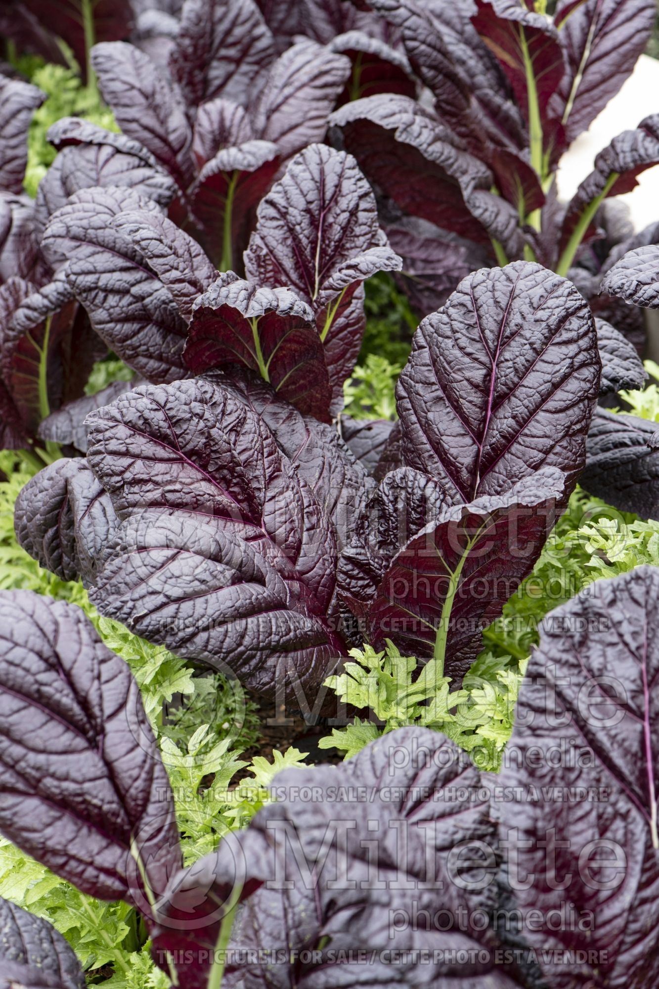 Brassica Garnet Giant (chinese mustard lettuce oriental vegetable) 5