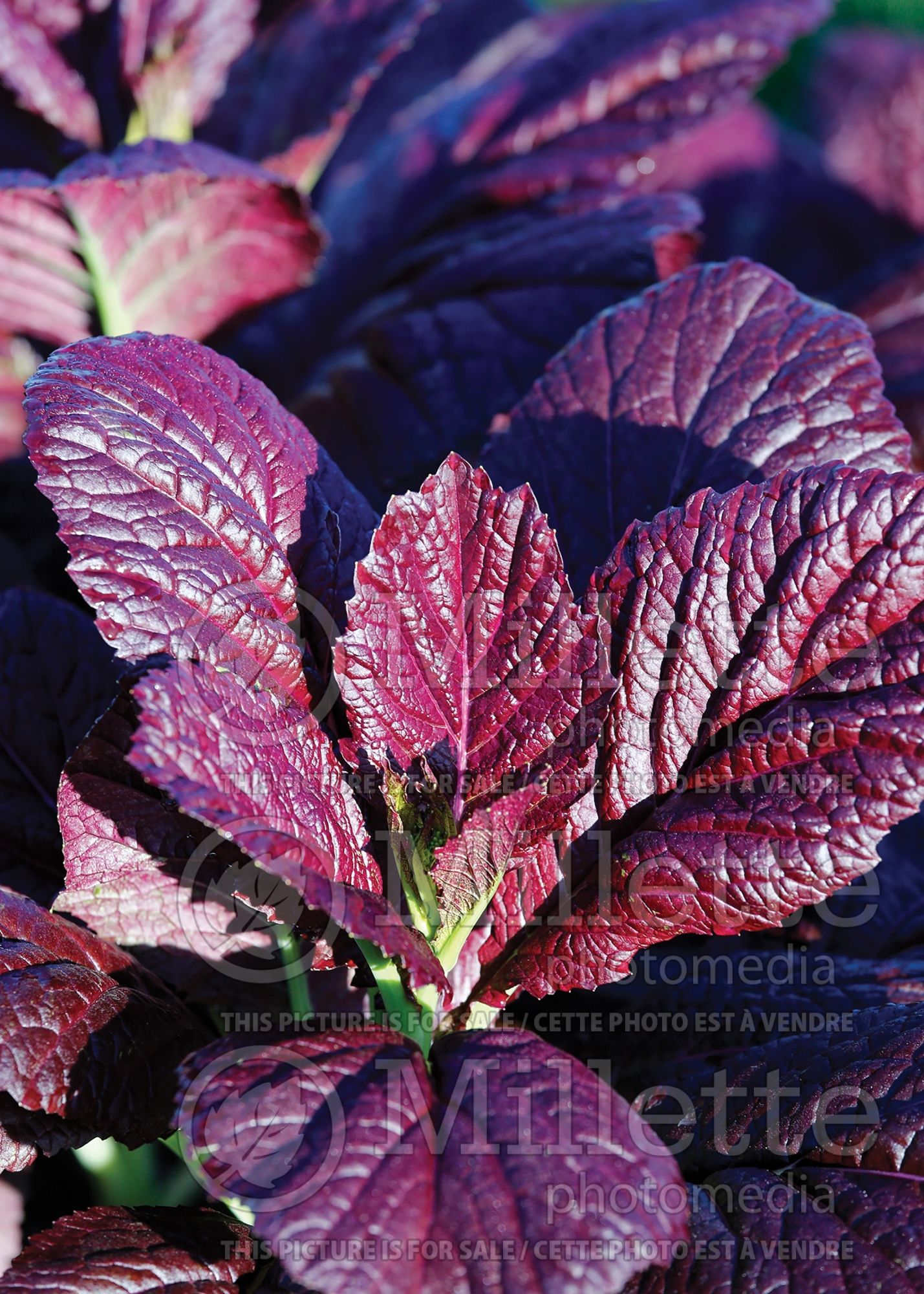Brassica Garnet Giant (chinese mustard lettuce oriental vegetable) 2