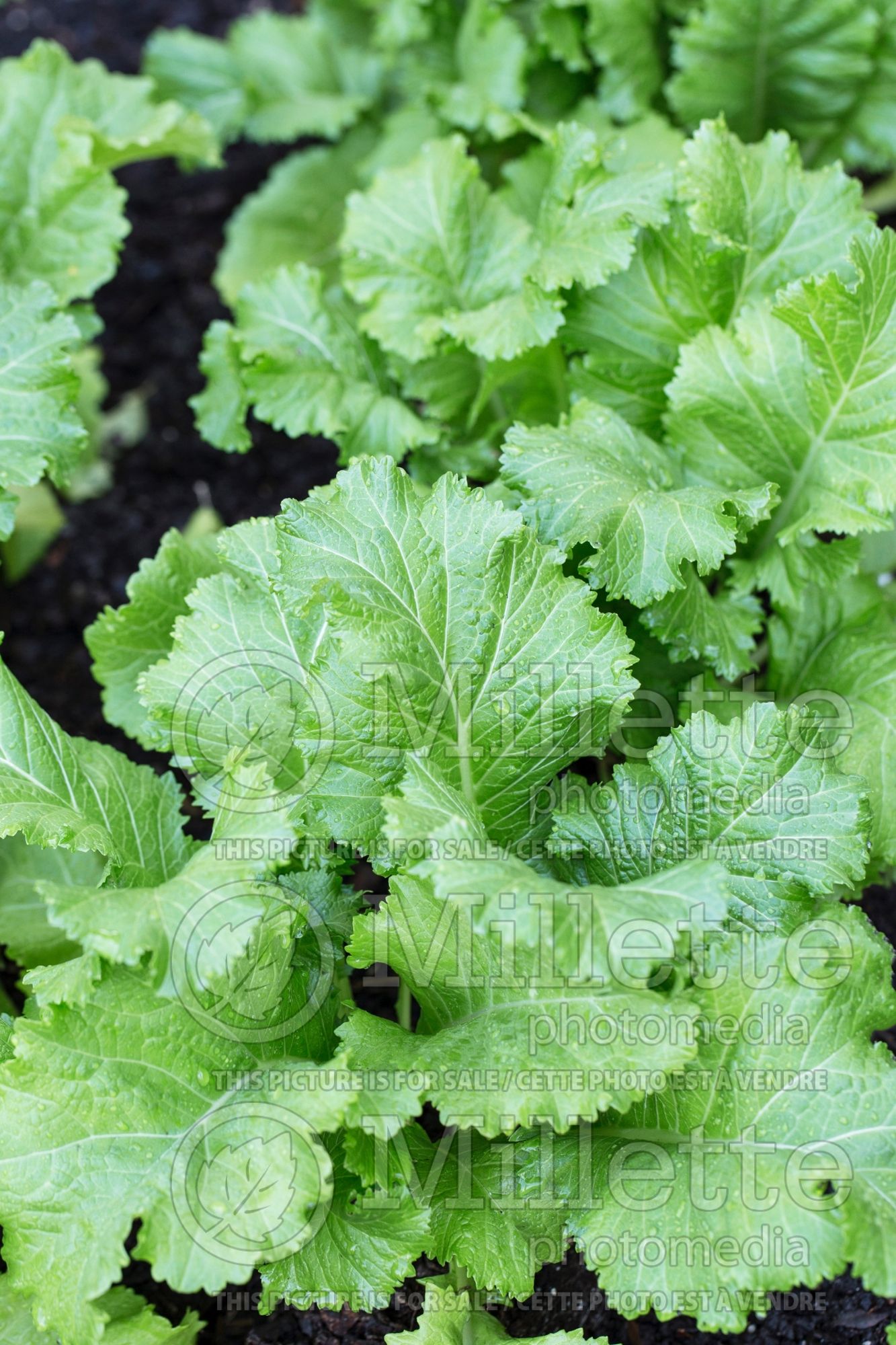 Brassica Horned (chinese mustard lettuce oriental vegetable) 1