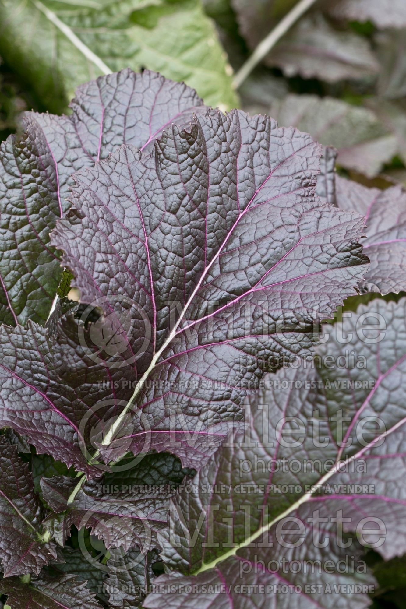 Brassica Jeok Gat (Chinese mustard vegetable) 1