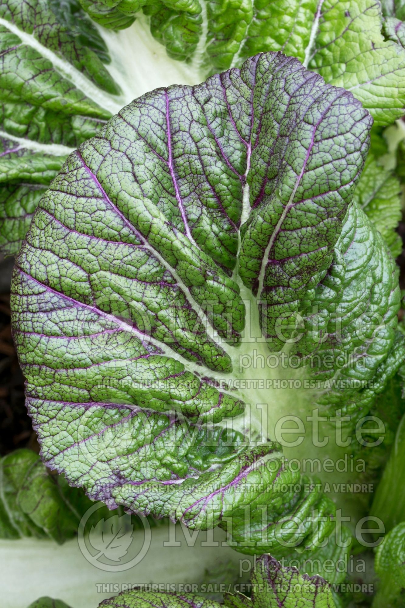 Brassica Miike Giant (Japanese mustard vegetable) 1