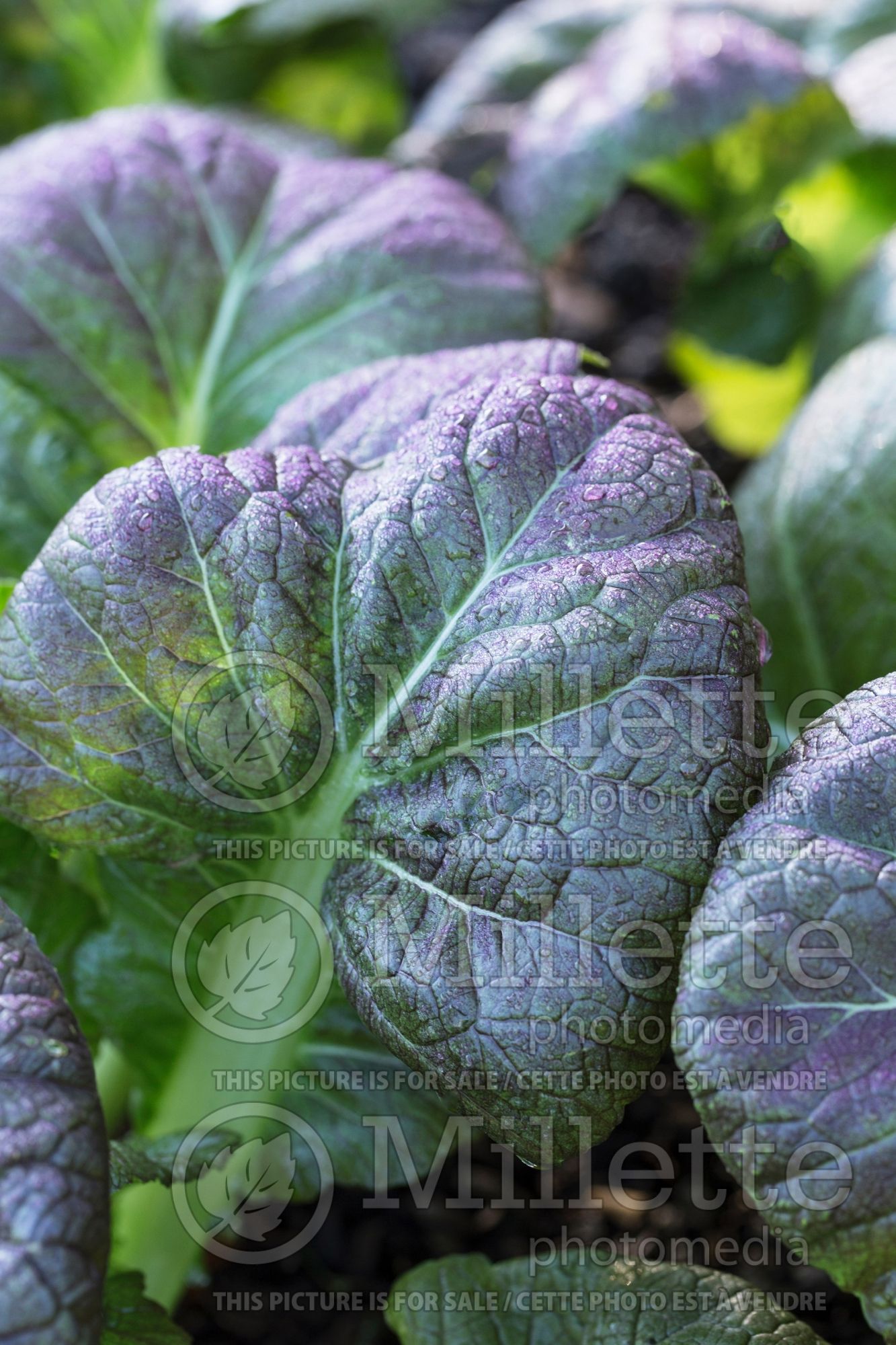 Brassica Osaka Purple (chinese mustard lettuce oriental vegetable) 1