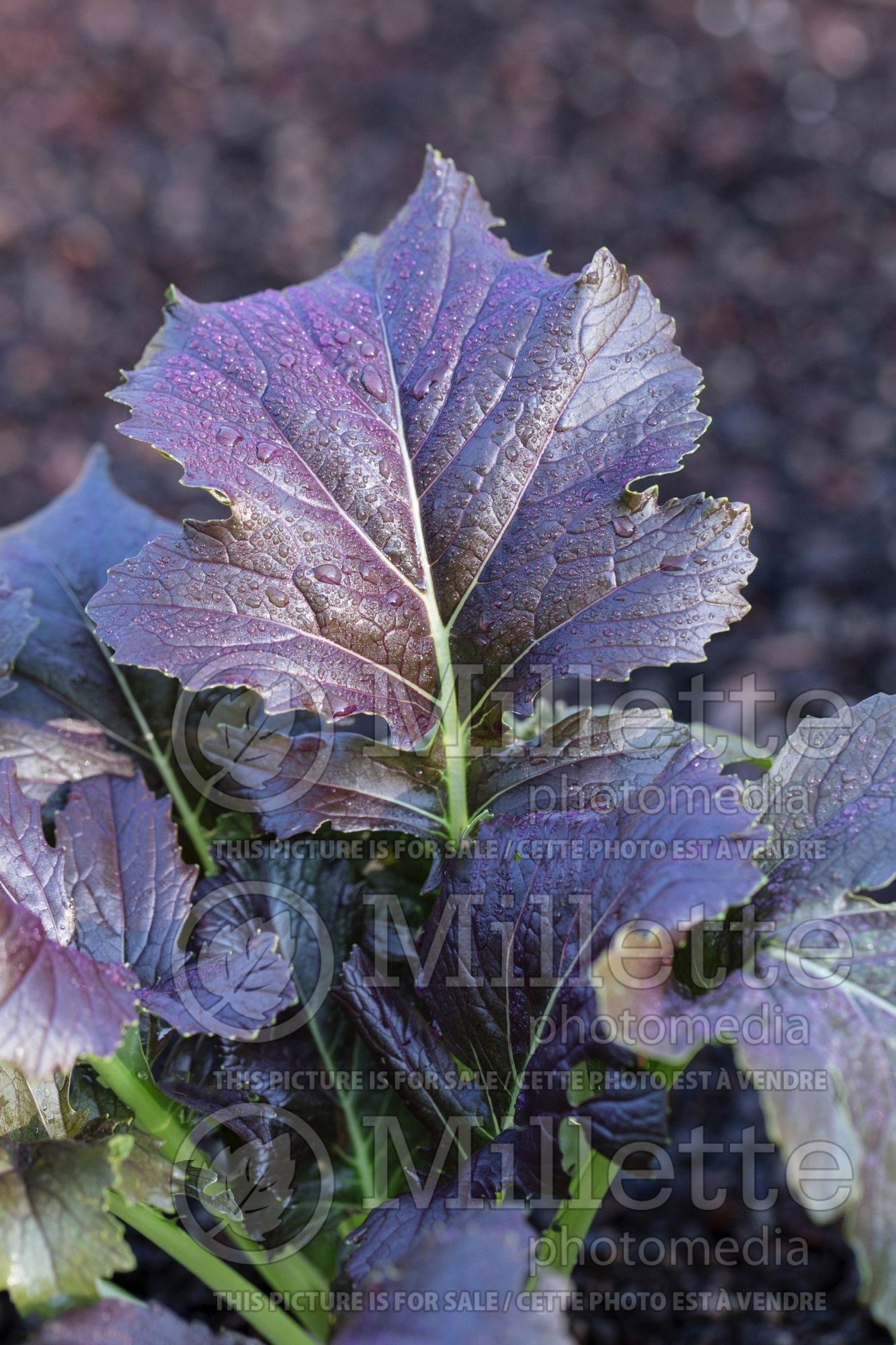 Brassica Red Rain (leafy salad asiatic greens vegetable ) 1