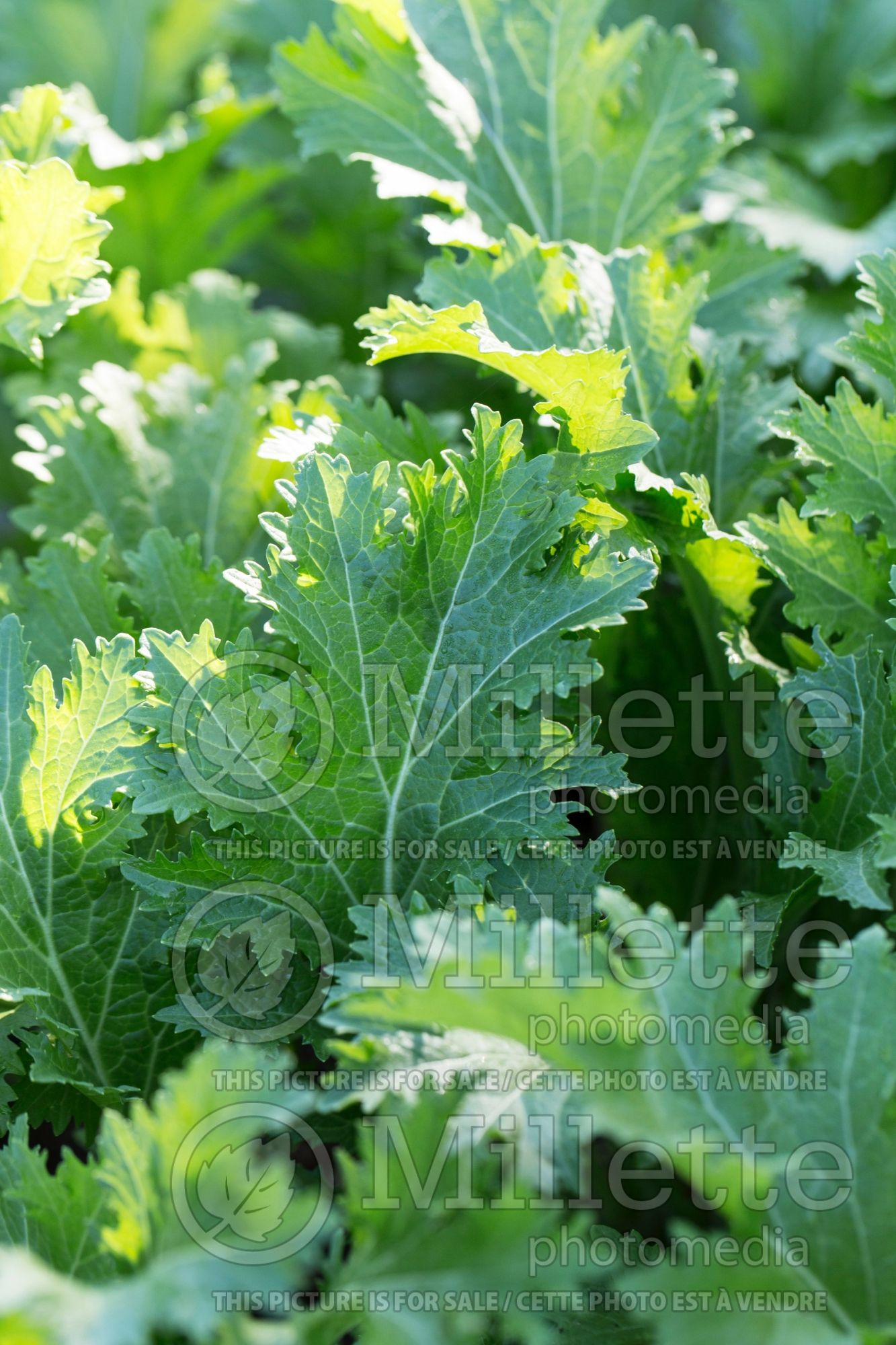 Brassica Serifon aka Green In the Snow aka Suehlihung (chinese mustard lettuce oriental vegetable) 1