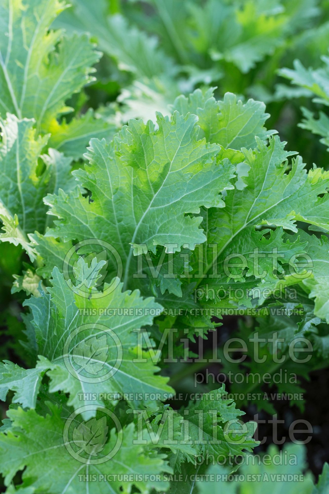 Brassica Serifon aka Green In the Snow aka Suehlihung (chinese mustard lettuce oriental vegetable) 2