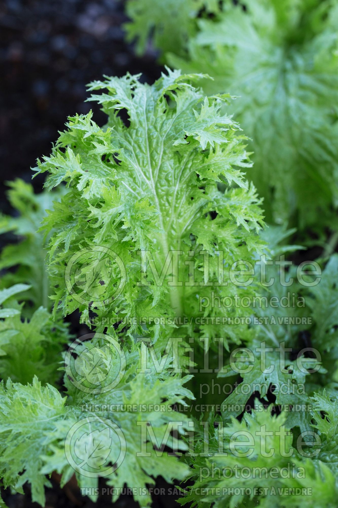 Brassica Spicy Green (mustard green oriental vegetable) 1