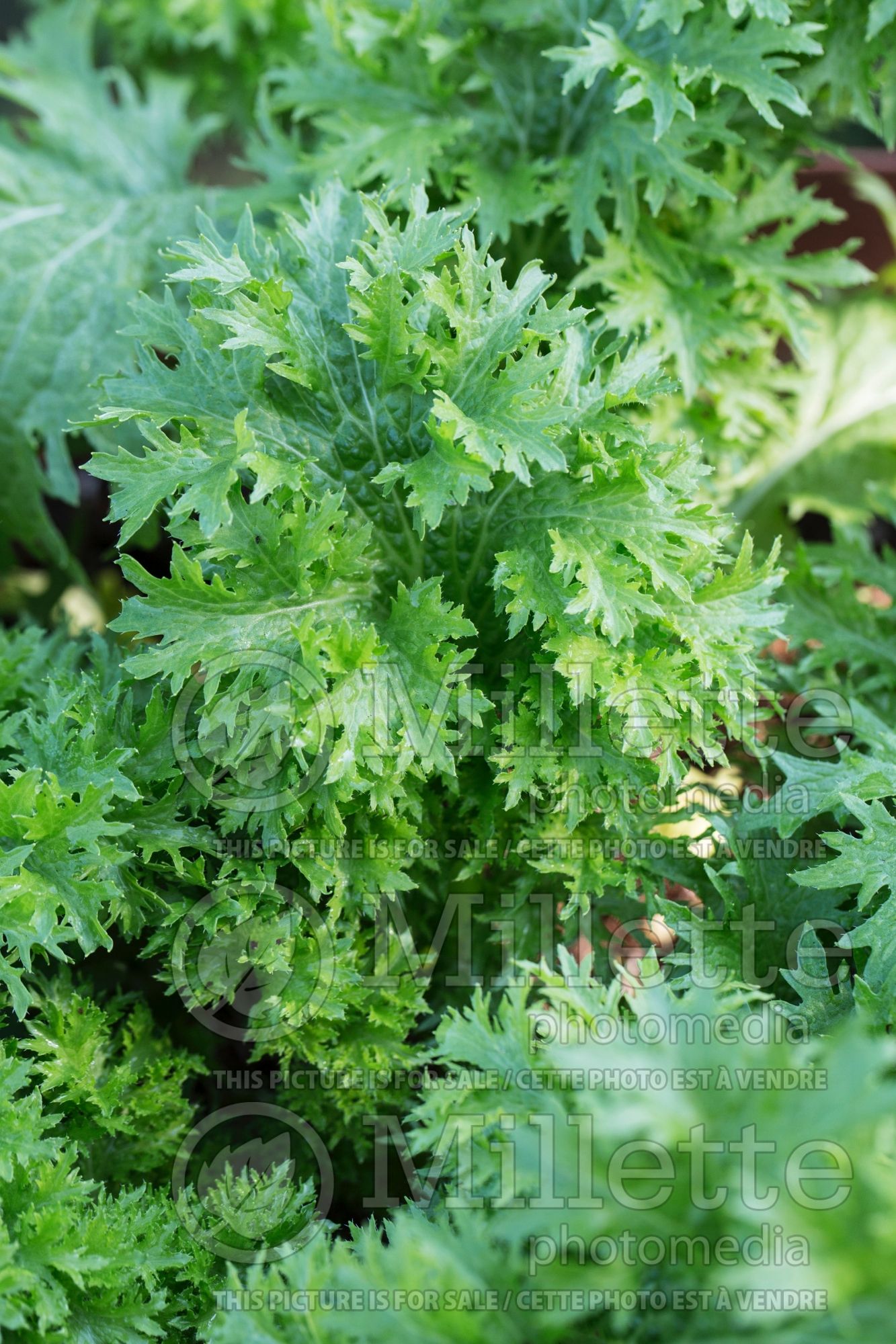 Brassica Spicy Green (mustard green oriental vegetable) 2
