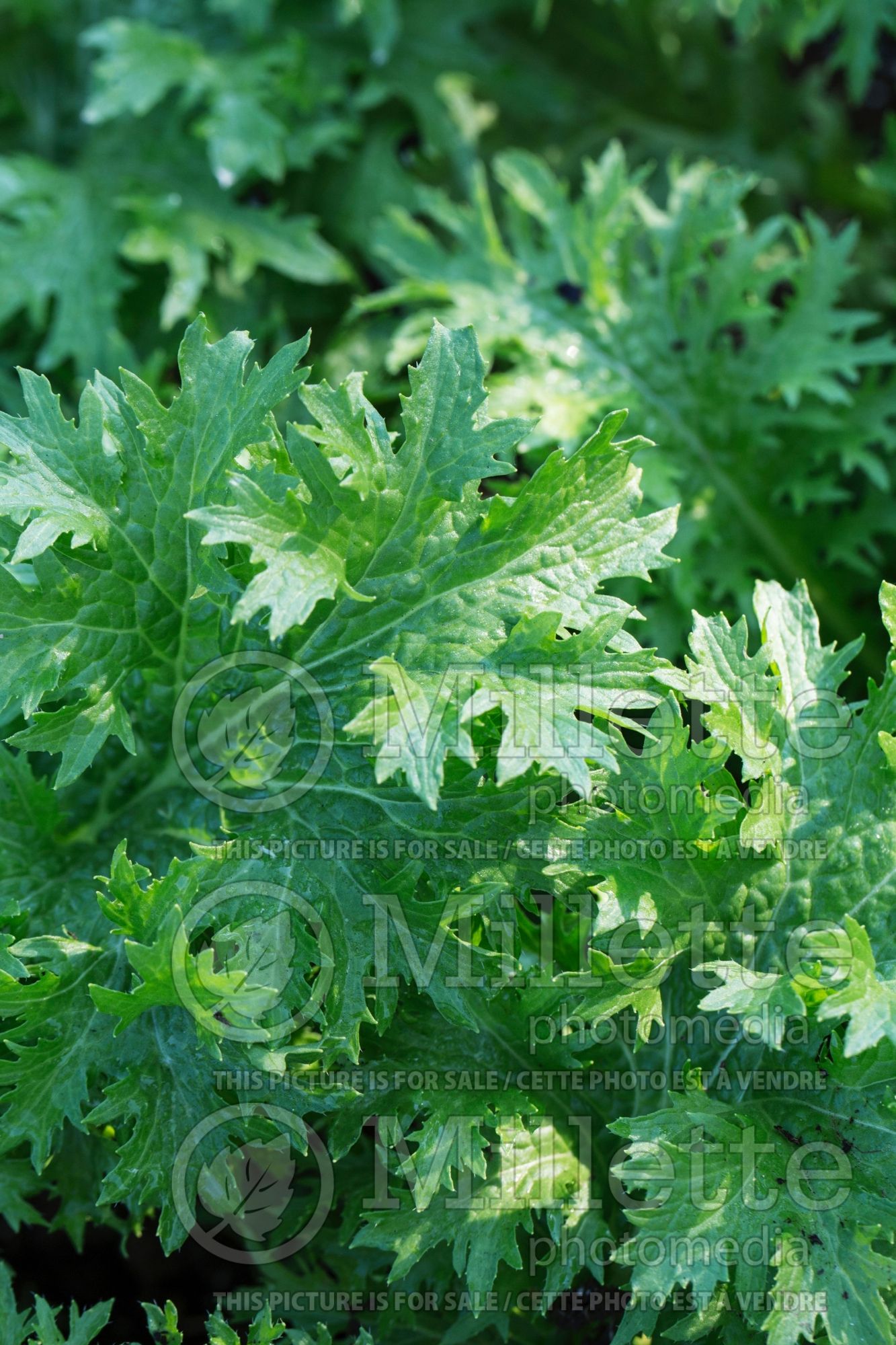 Brassica Spicy Green (mustard green oriental vegetable) 3