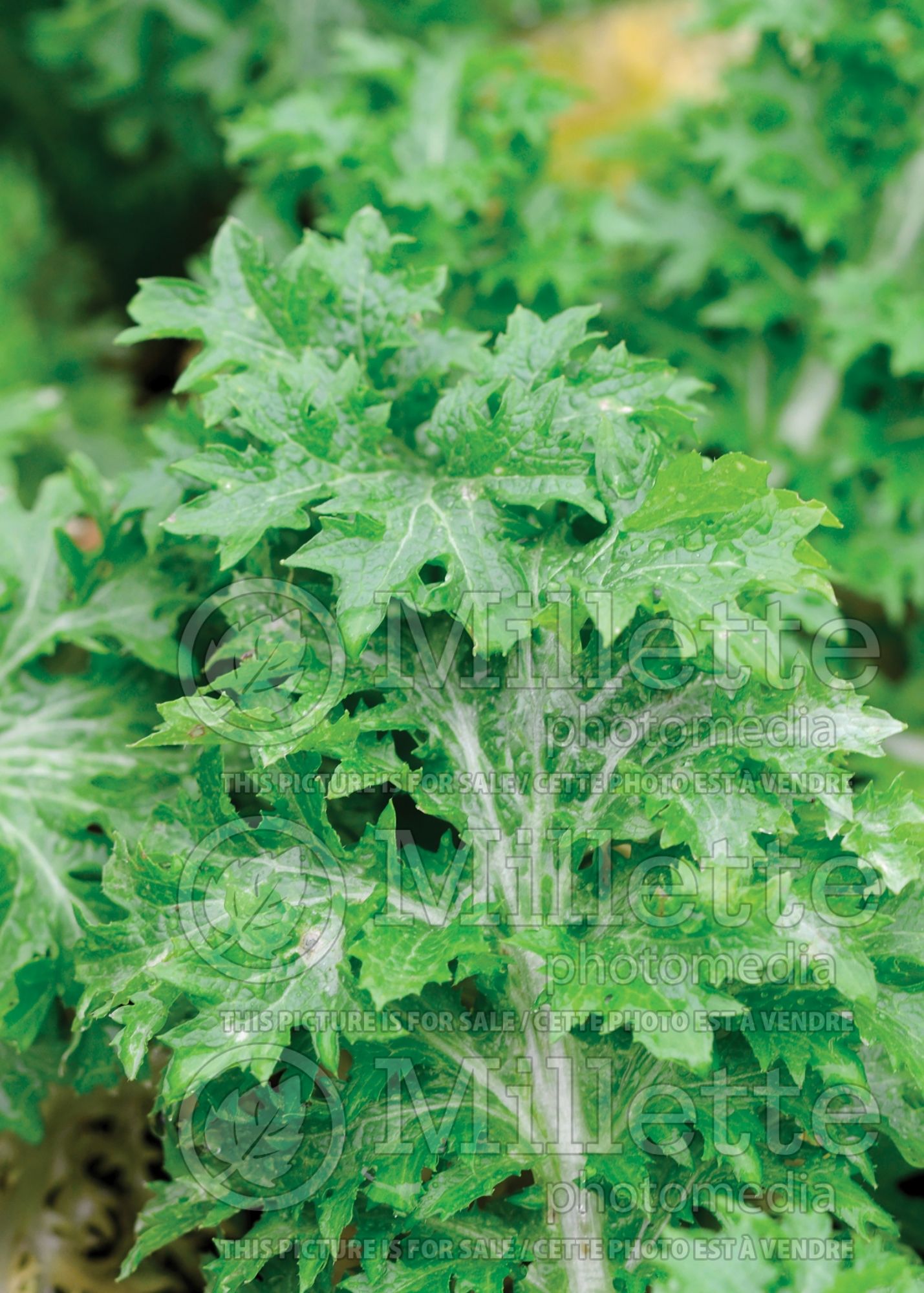 Brassica Wasabina (Chinese mustard vegetable) 1