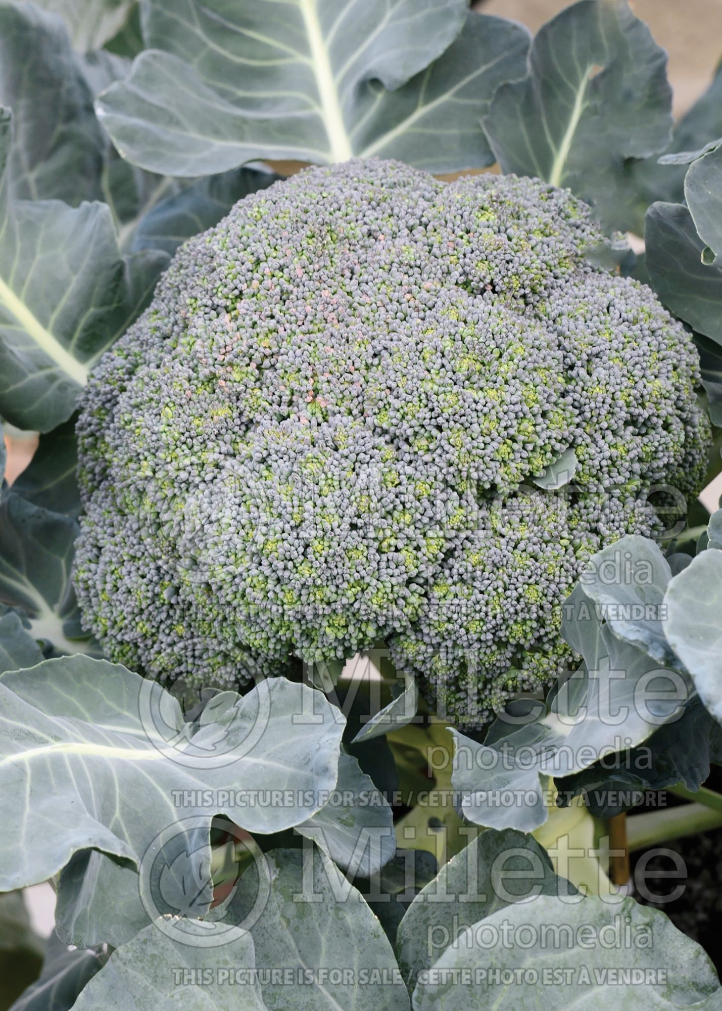 Brassica Bay Meadows (Broccoli vegetable) 1