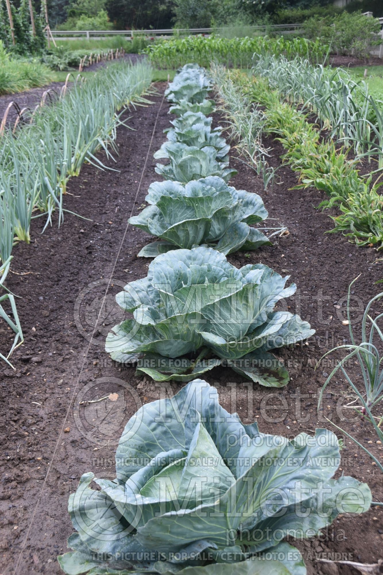 Brassica Capture (Cabbage vegetable) 1