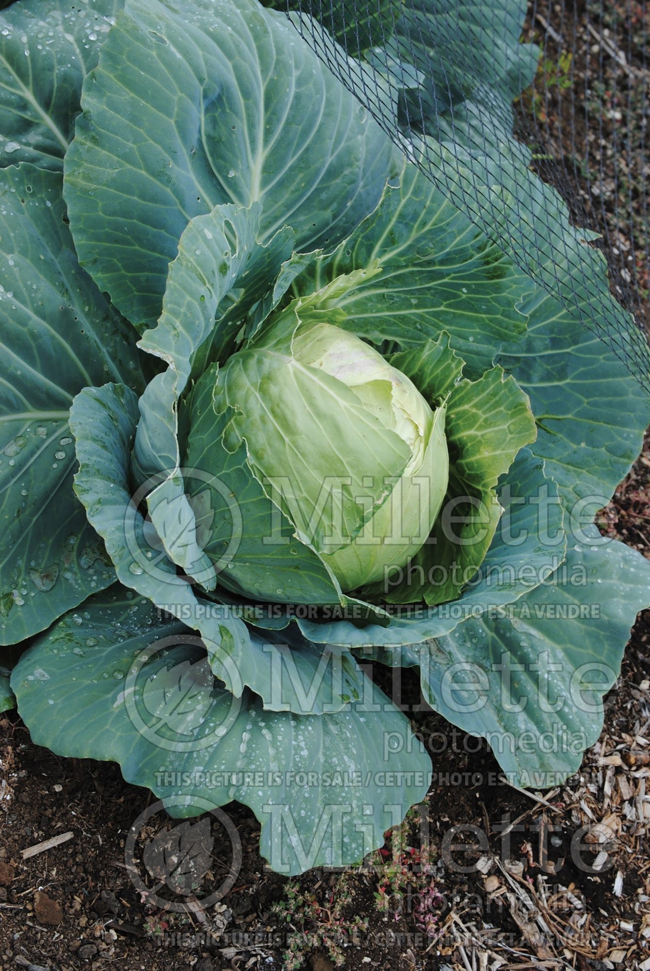 Brassica Charmant (Cabbage vegetable) 1