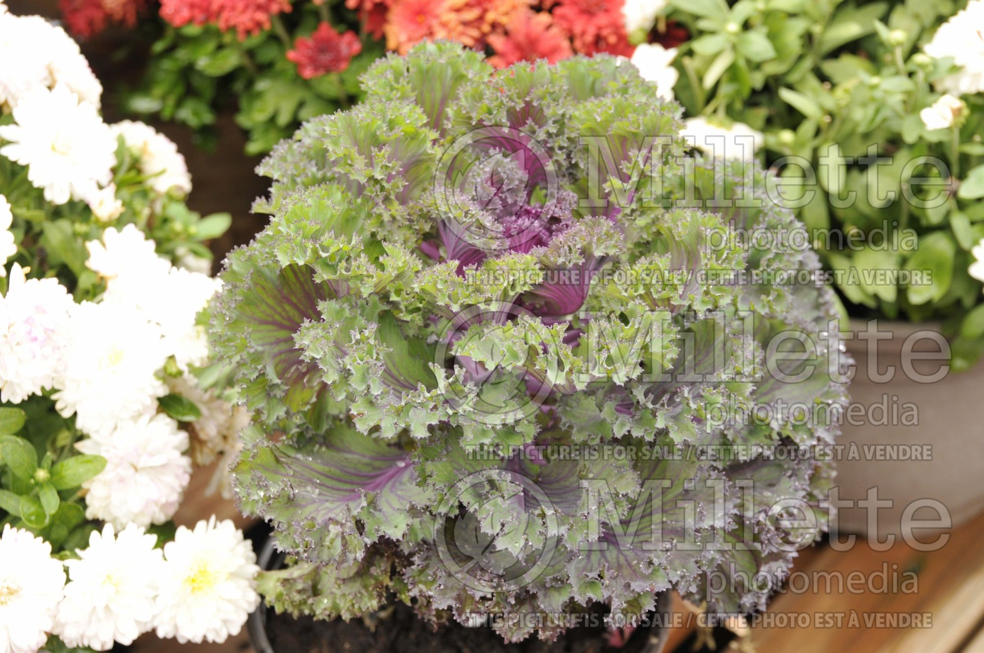 Brassica Chidori Red (Ornamental kale) 3