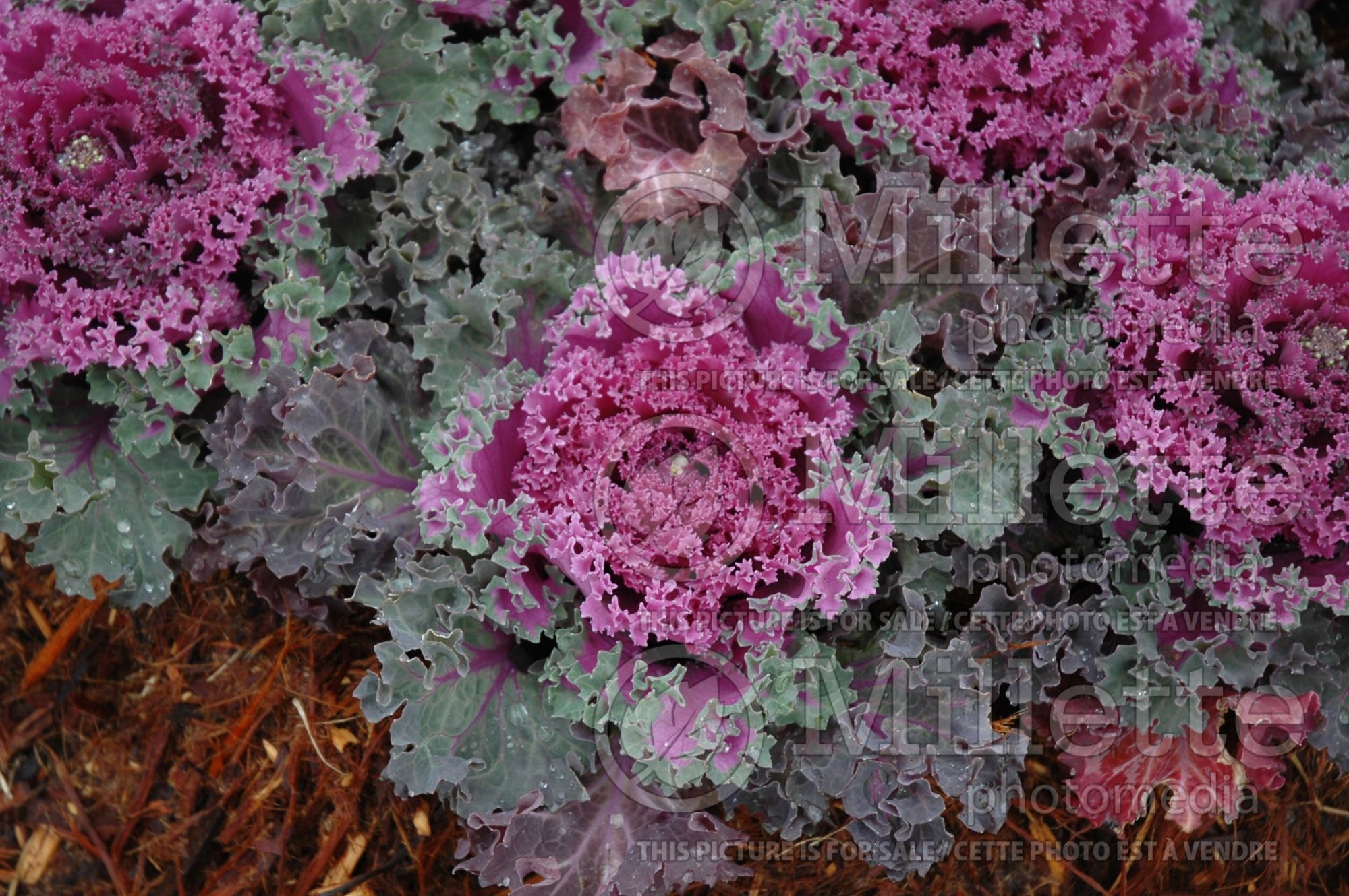 Brassica Chidori Red (Ornamental kale) 4