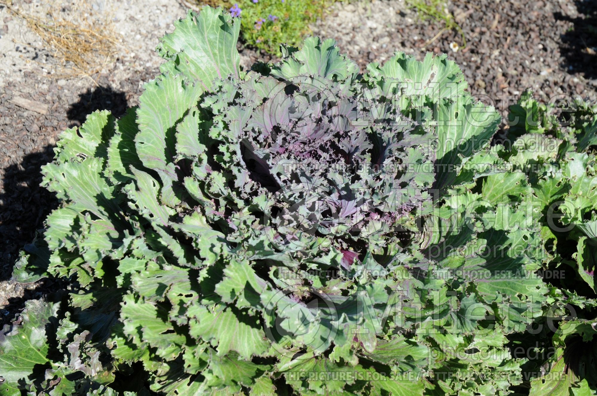 Brassica Chidori Red (Ornamental kale) 5